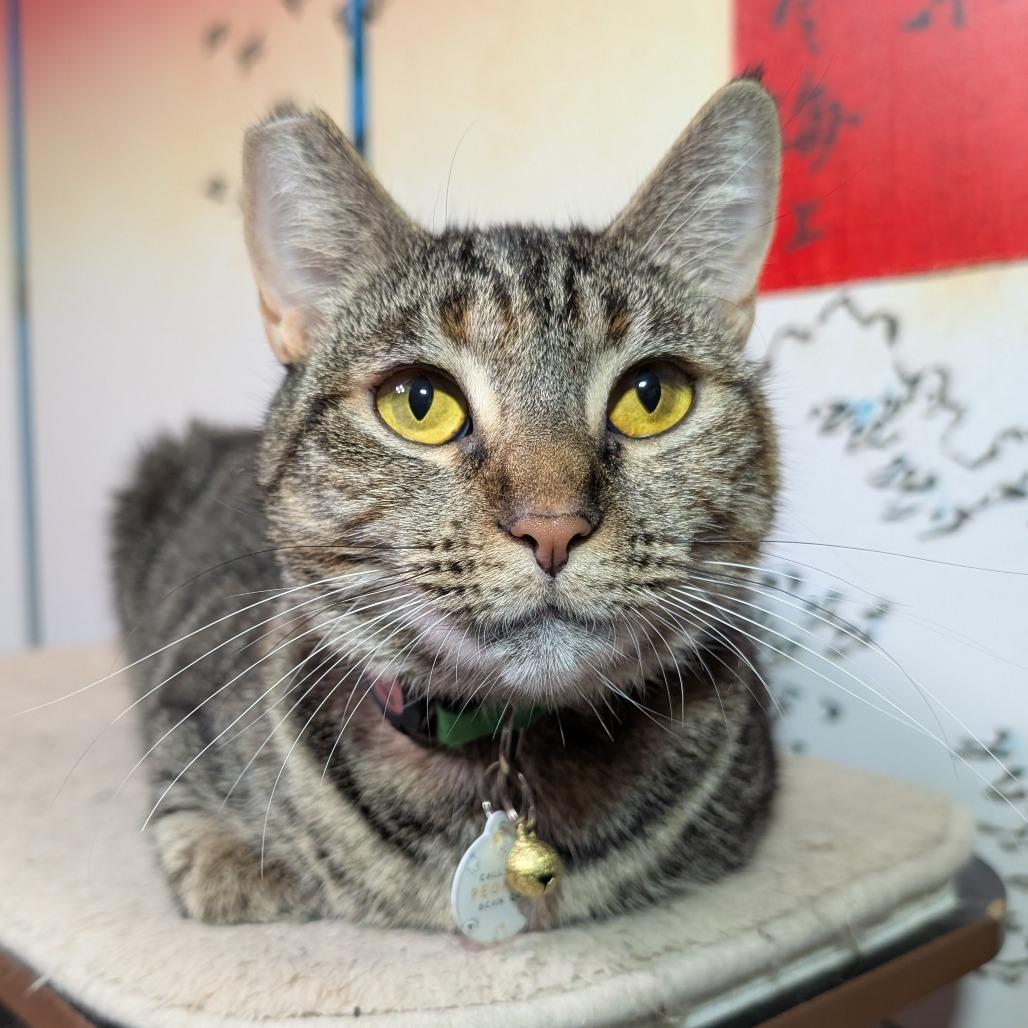 Enlarge Felicity, a Adoptable Domestic Short Hair in Long Beach, CA image 2/5