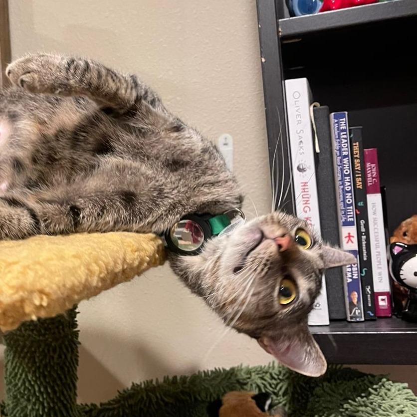 Enlarge Felicity, a Adoptable Domestic Short Hair in Long Beach, CA image 3/5