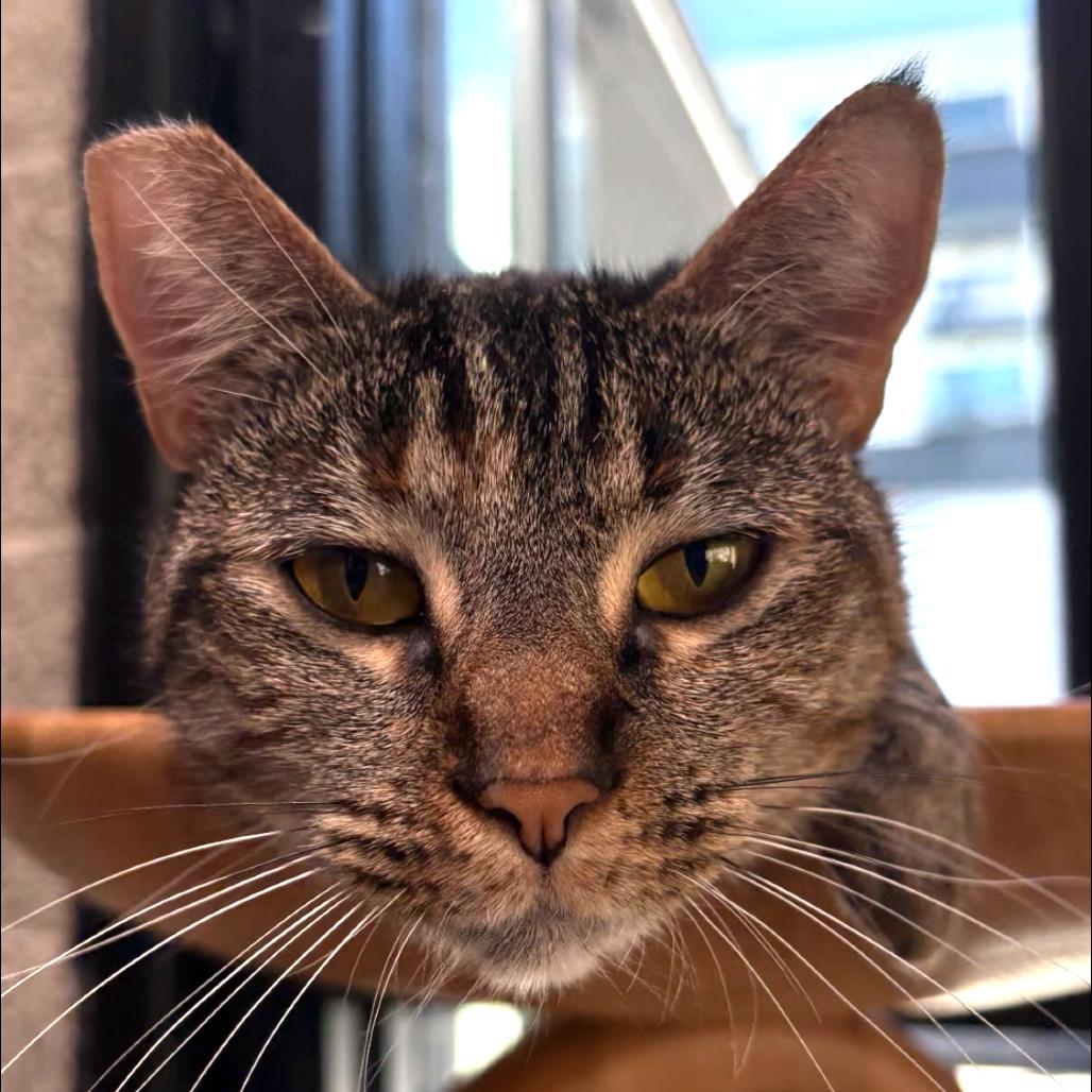 Enlarge Felicity, a Adoptable Domestic Short Hair in Long Beach, CA image 4/5