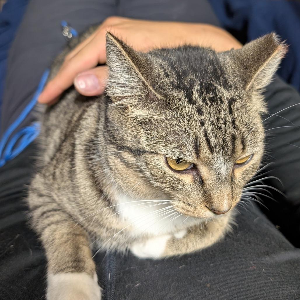 Enlarge Felicity, a Adoptable Domestic Short Hair in Long Beach, CA image 5/5