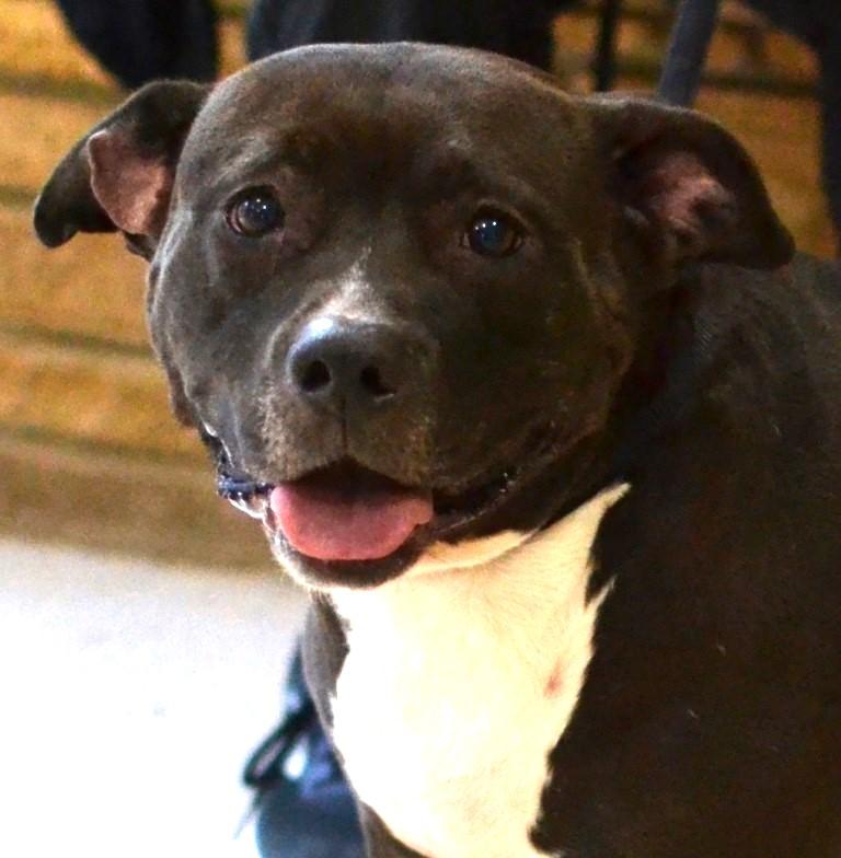 Lola, ADOPTABLE, Adult Female Pit Bull Terrier.