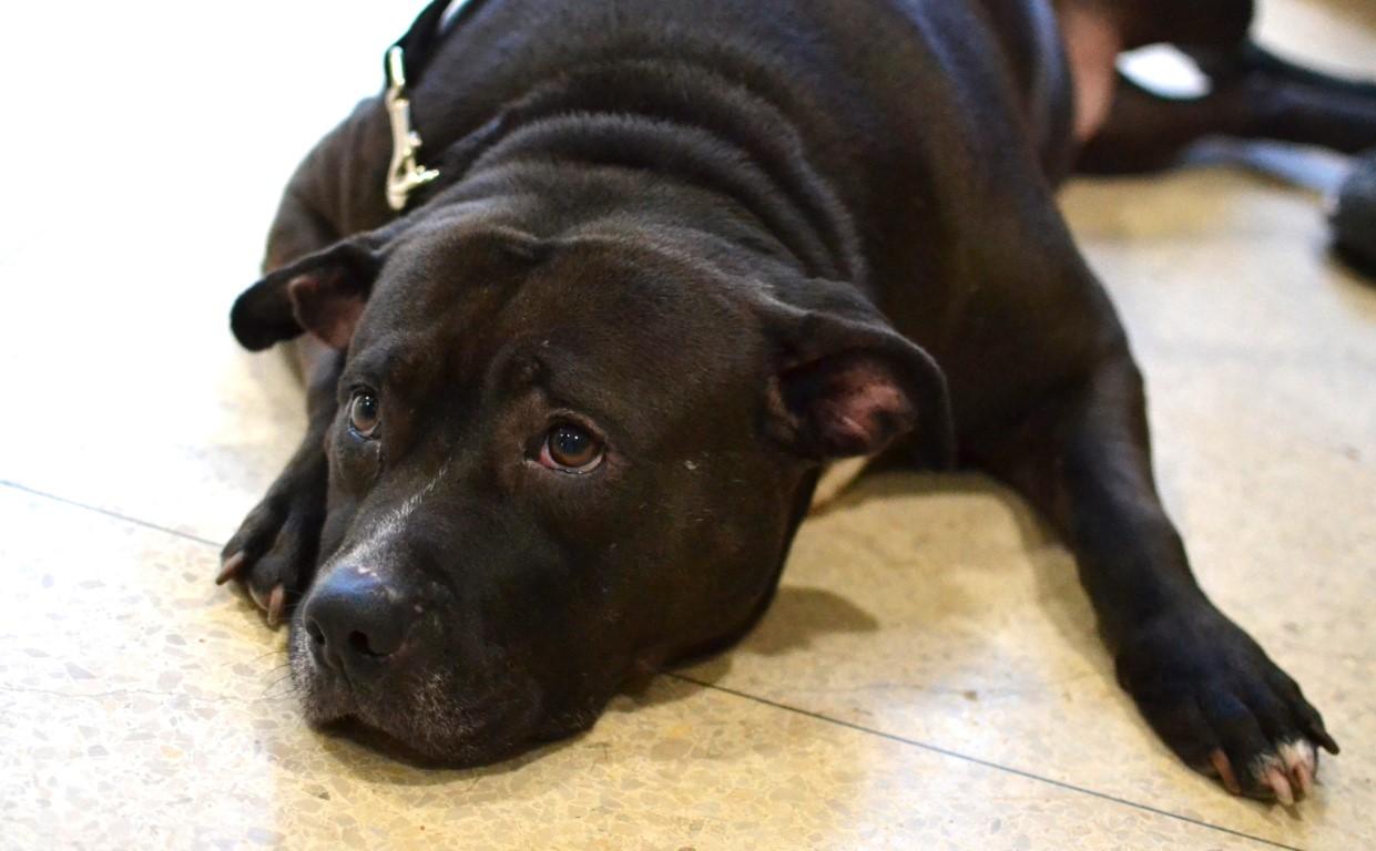 Enlarge Lola, a ADOPTABLE mixed breed in Germantown, TN image 2/5