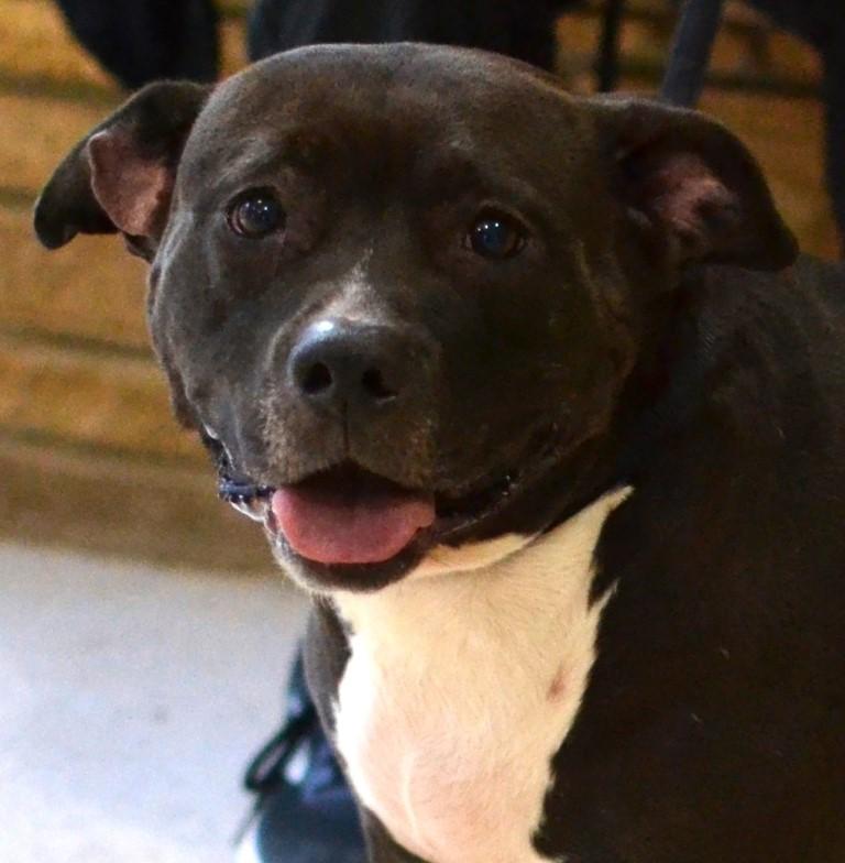 Lola, ADOPTABLE, Adult Female Pit Bull Terrier.