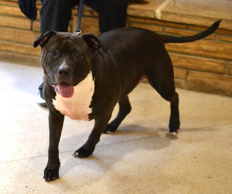 Enlarge Lola, a ADOPTABLE mixed breed in Germantown, TN image 4/5