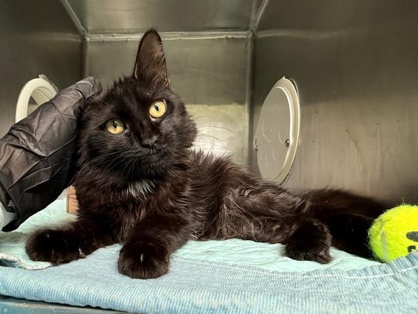 Enlarge Peninsula, a Adoptable mixed breed in New York, NY image 1/2