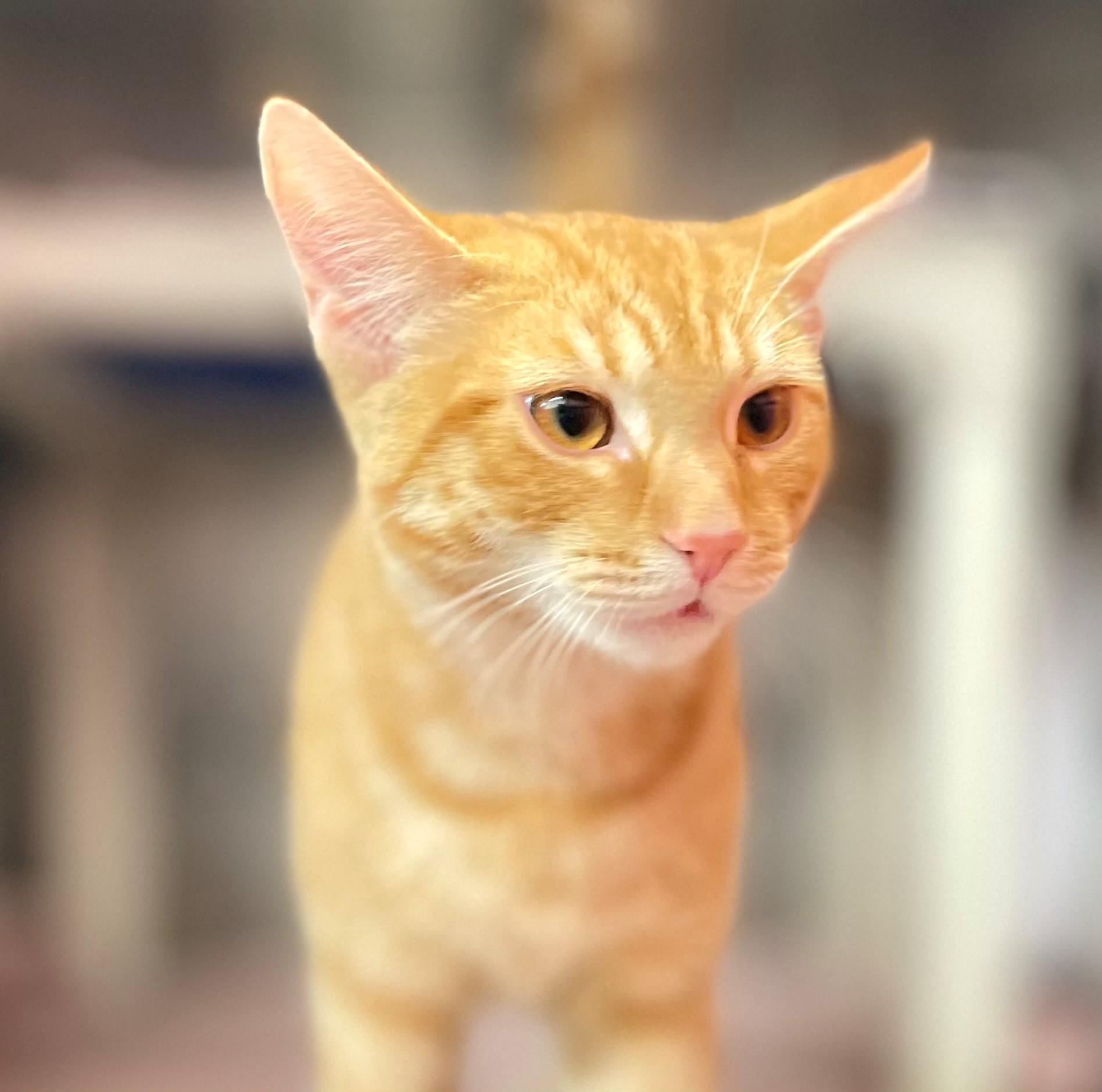 Enlarge Archie, an adopted Domestic Short Hair in Hamilton, ON image 4/4