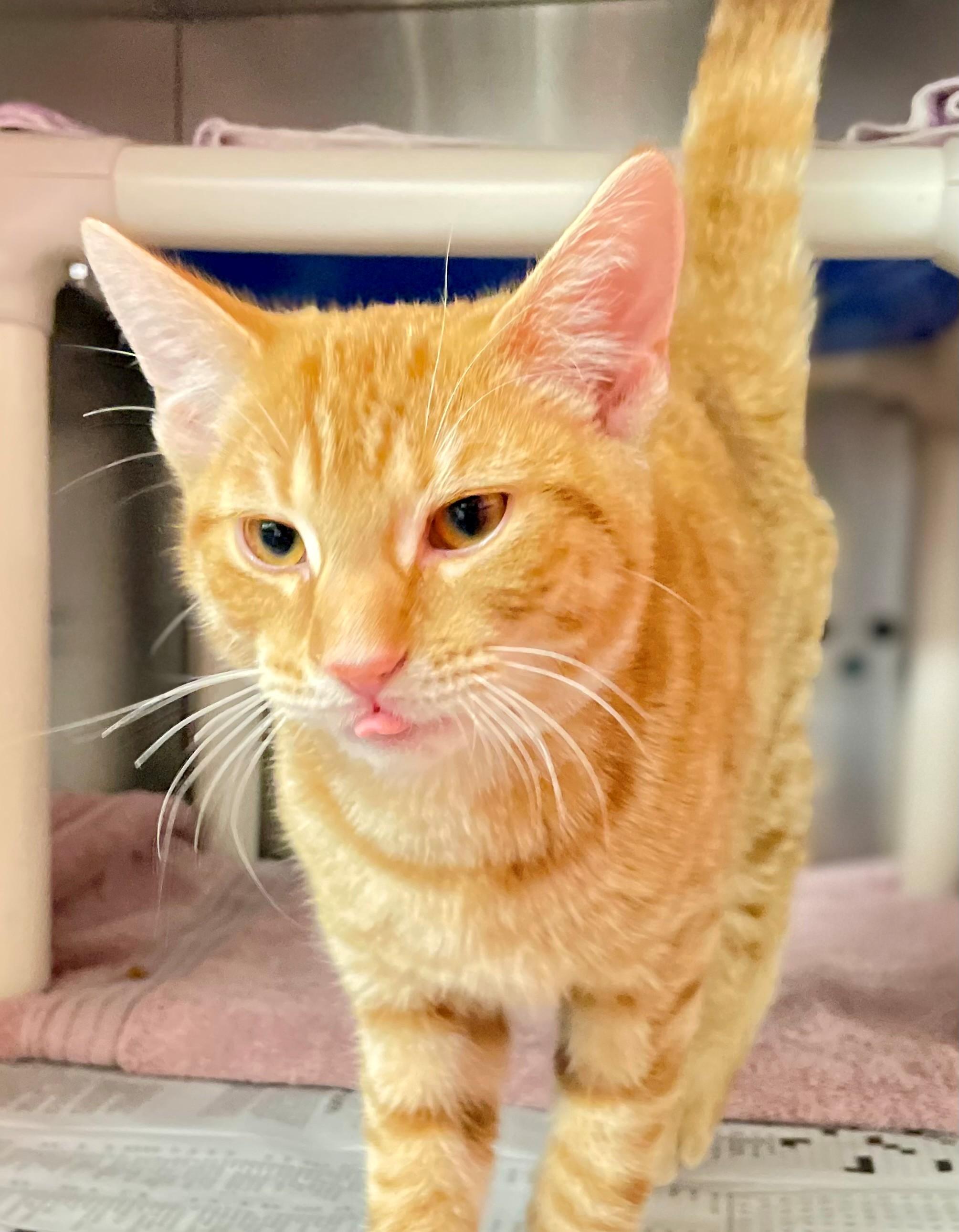 Enlarge Archie, an adopted Domestic Short Hair in Hamilton, ON image 2/4