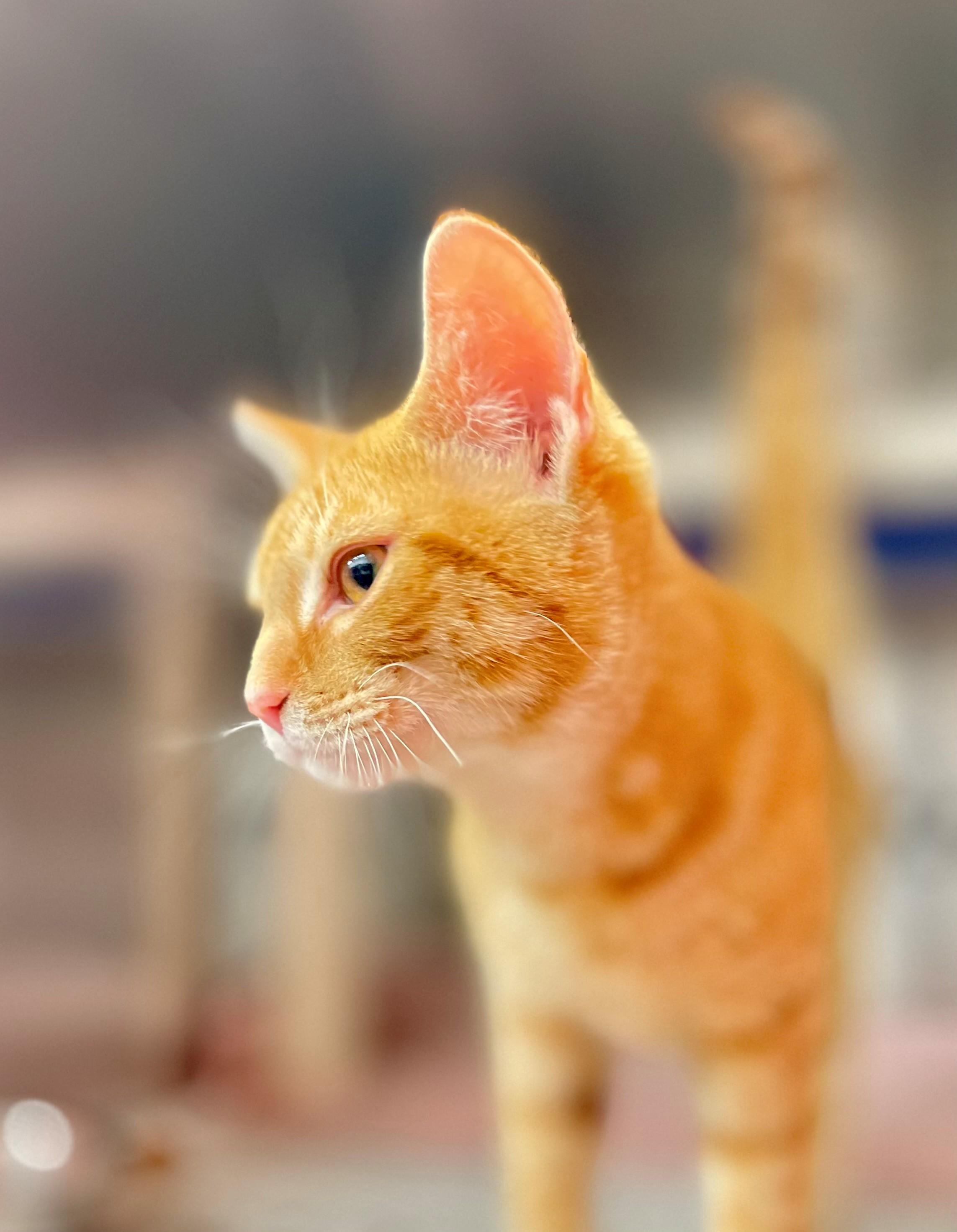 Enlarge Archie, an adopted Domestic Short Hair in Hamilton, ON image 3/4