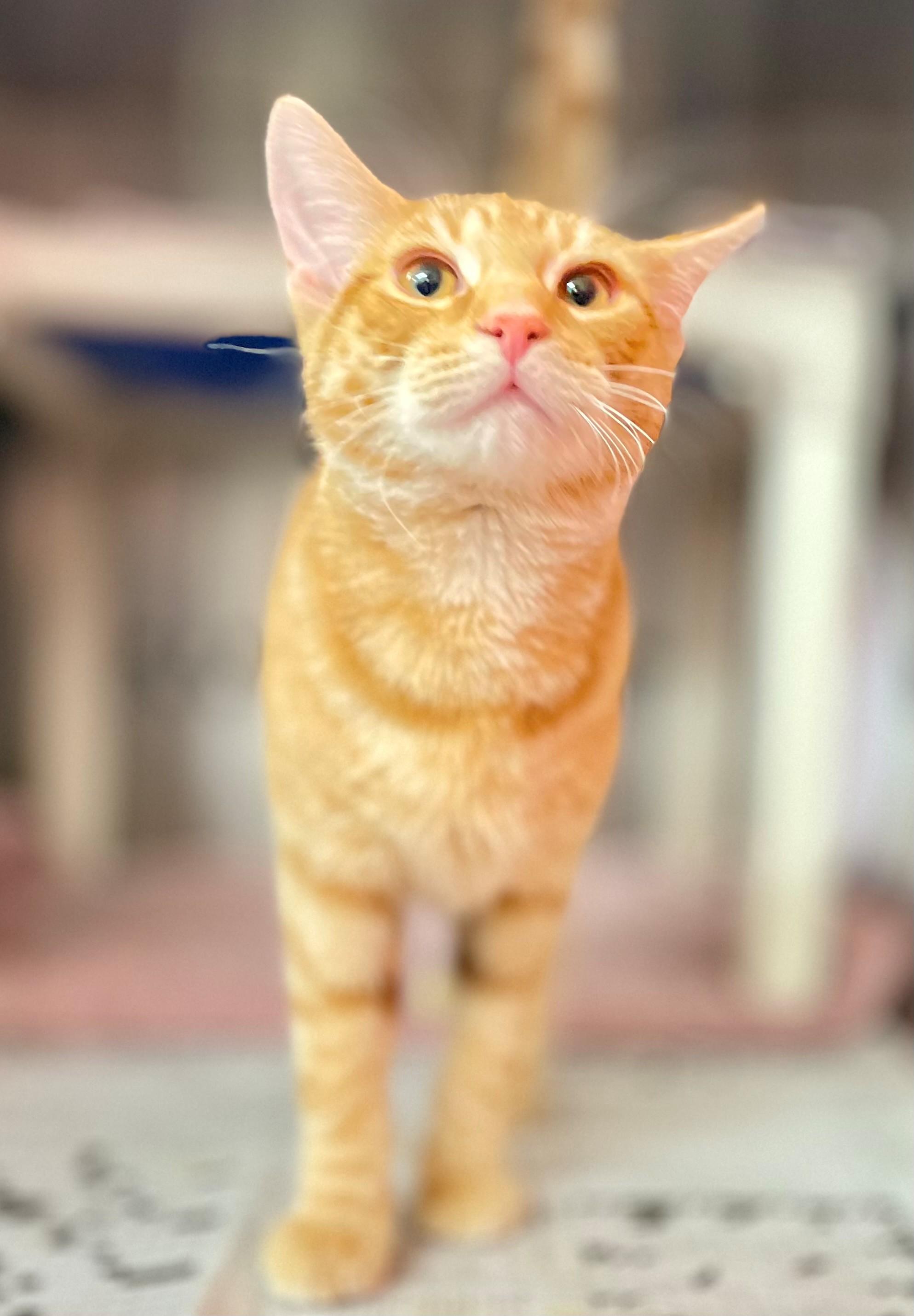 Enlarge Archie, an adopted Domestic Short Hair in Hamilton, ON image 1/4