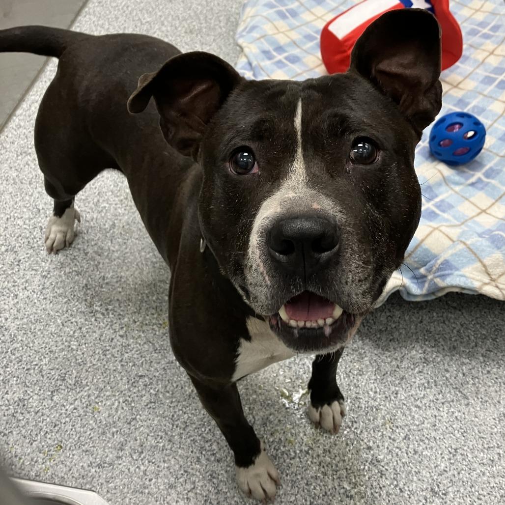 Tiberius, Adoptable, Adult Male American Staffordshire Terrier.
