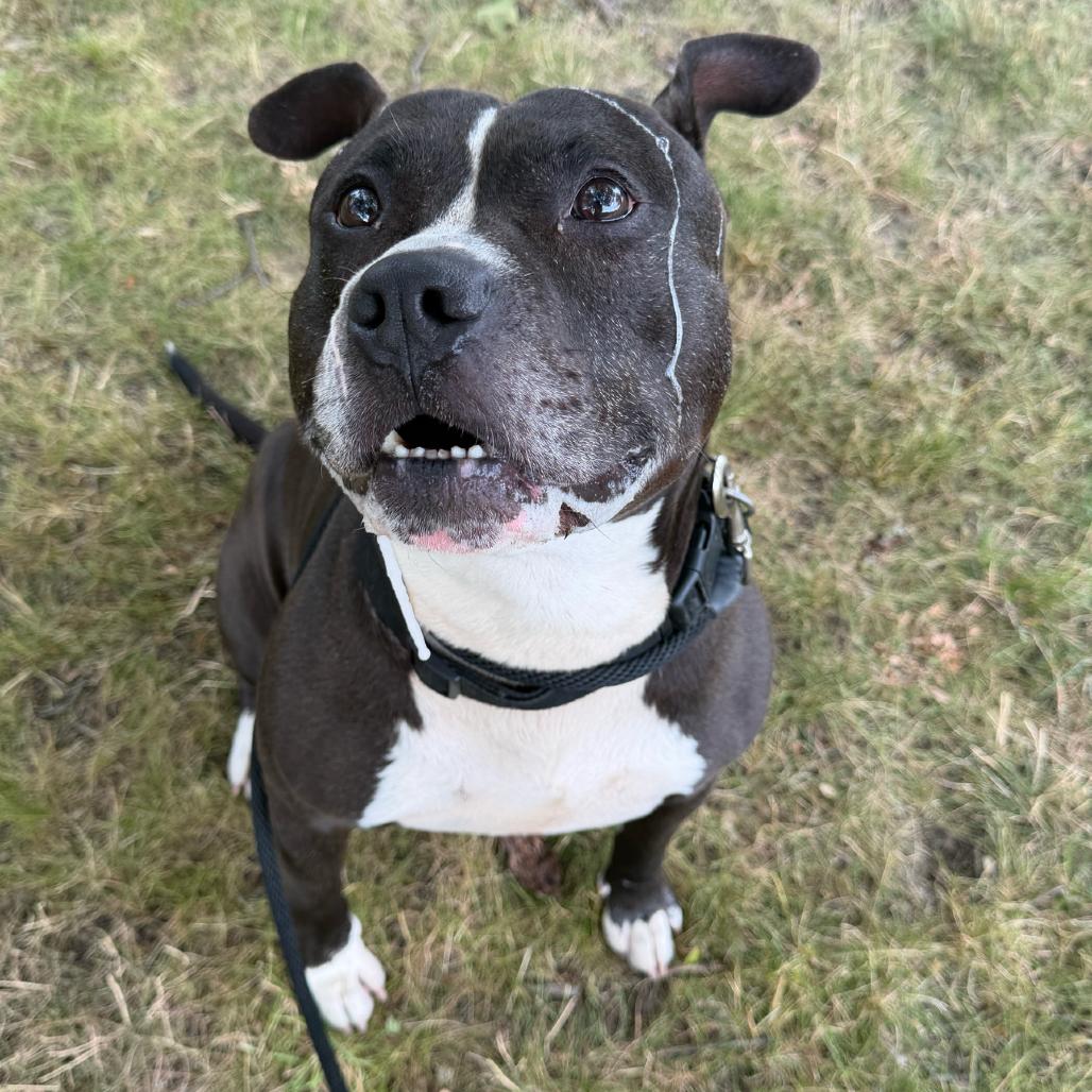 Enlarge Tiberius, a Adoptable American Staffordshire Terrier in Grand Rapids, MI image 2/3