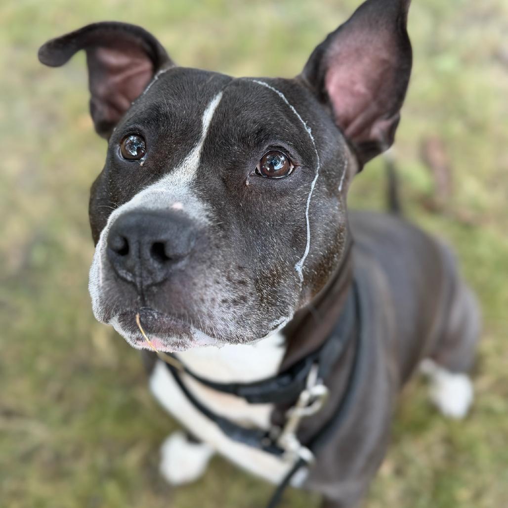 Enlarge Tiberius, a Adoptable American Staffordshire Terrier in Grand Rapids, MI image 3/3