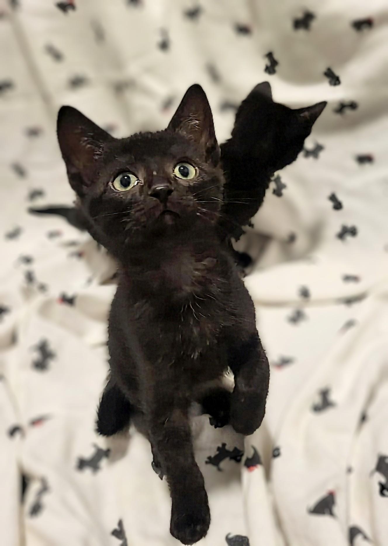 Enlarge Oscar, a Adoptable Domestic Short Hair in Winnipeg, MB image 1/5