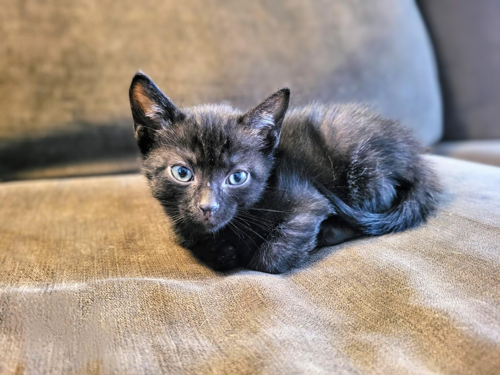 Enlarge Oscar, a Adoptable Domestic Short Hair in Winnipeg, MB image 4/5