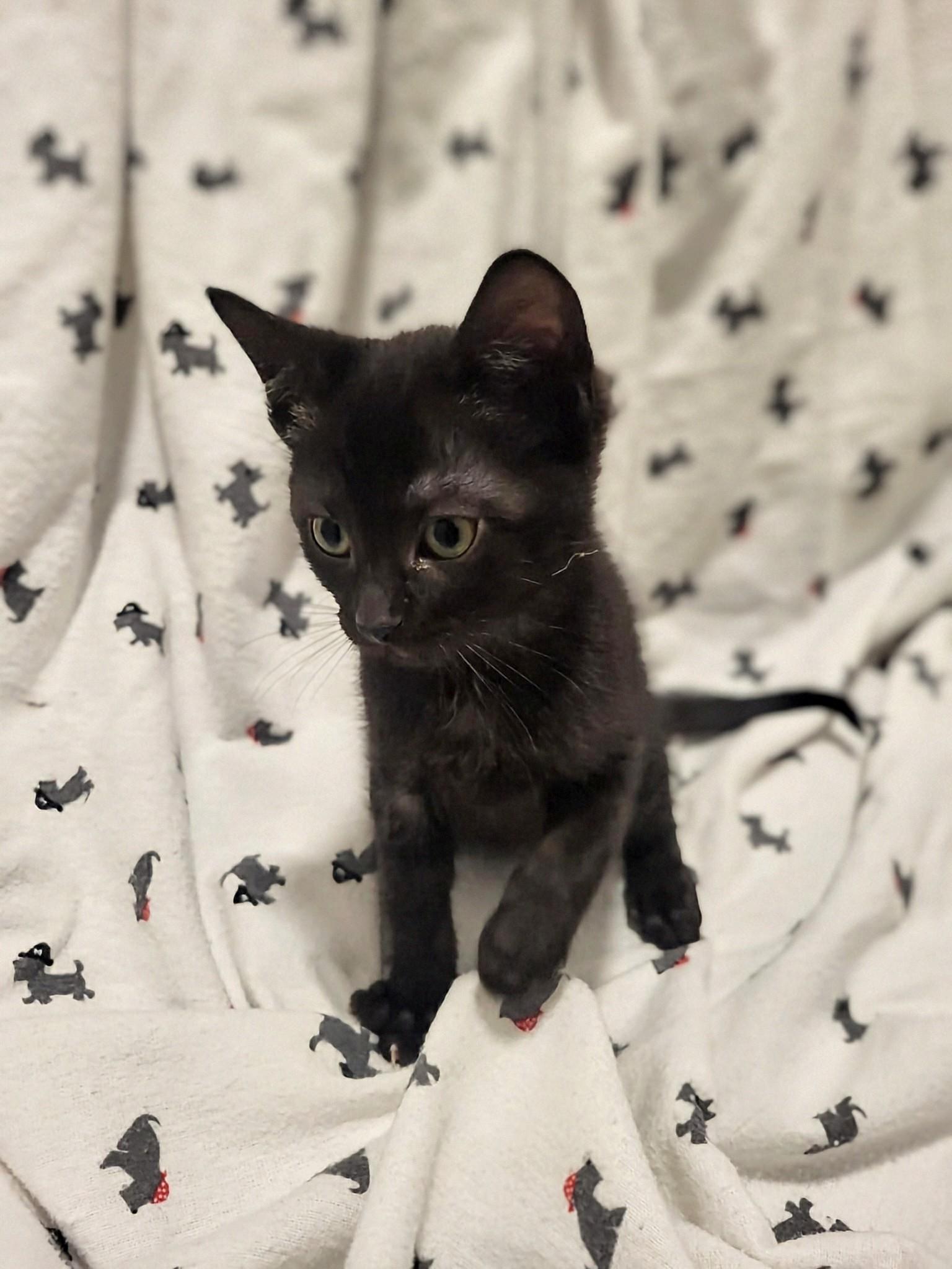 Enlarge Oscar, a Adoptable Domestic Short Hair in Winnipeg, MB image 3/5