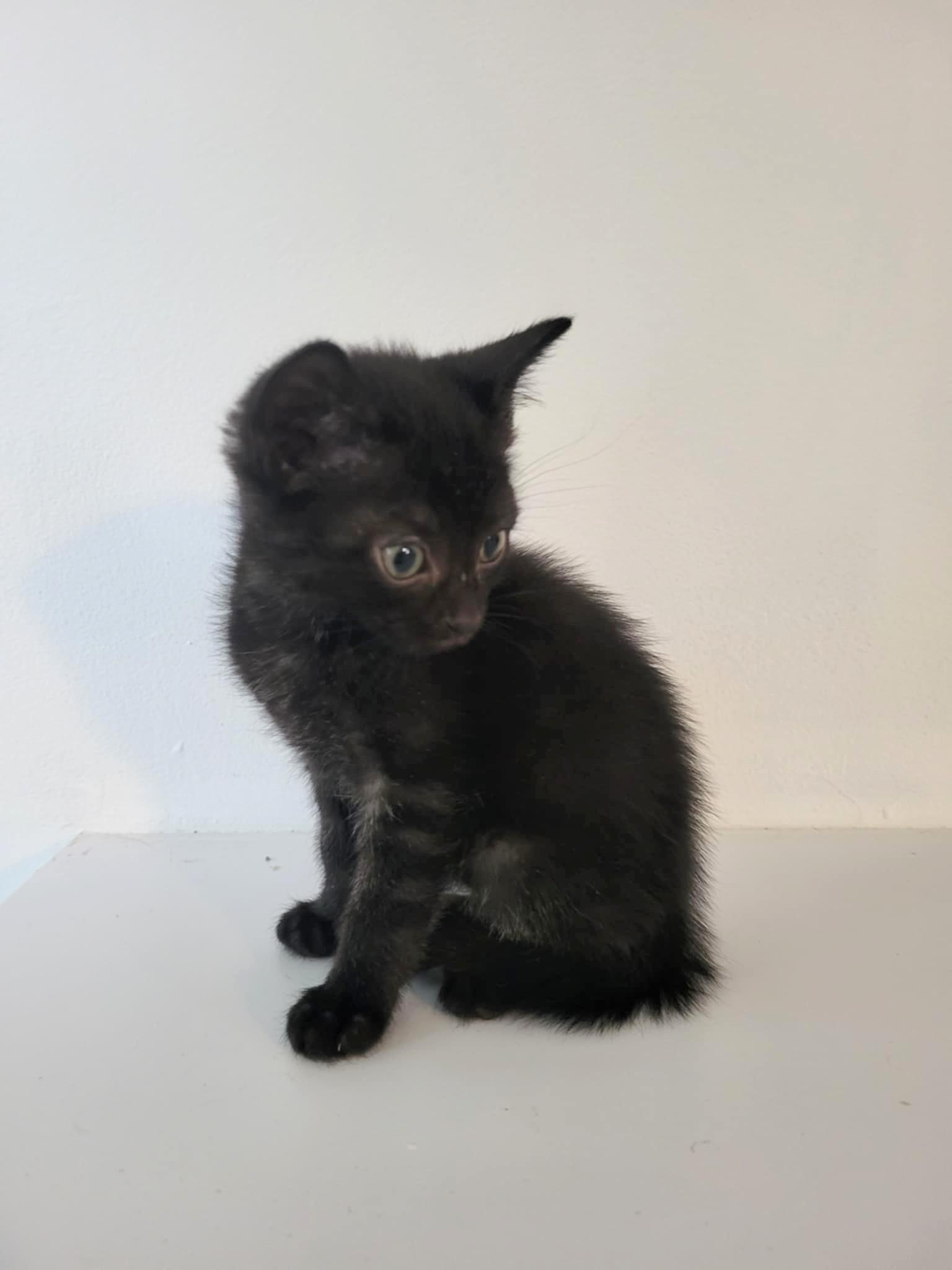 Enlarge Oscar, a Adoptable Domestic Short Hair in Winnipeg, MB image 5/5