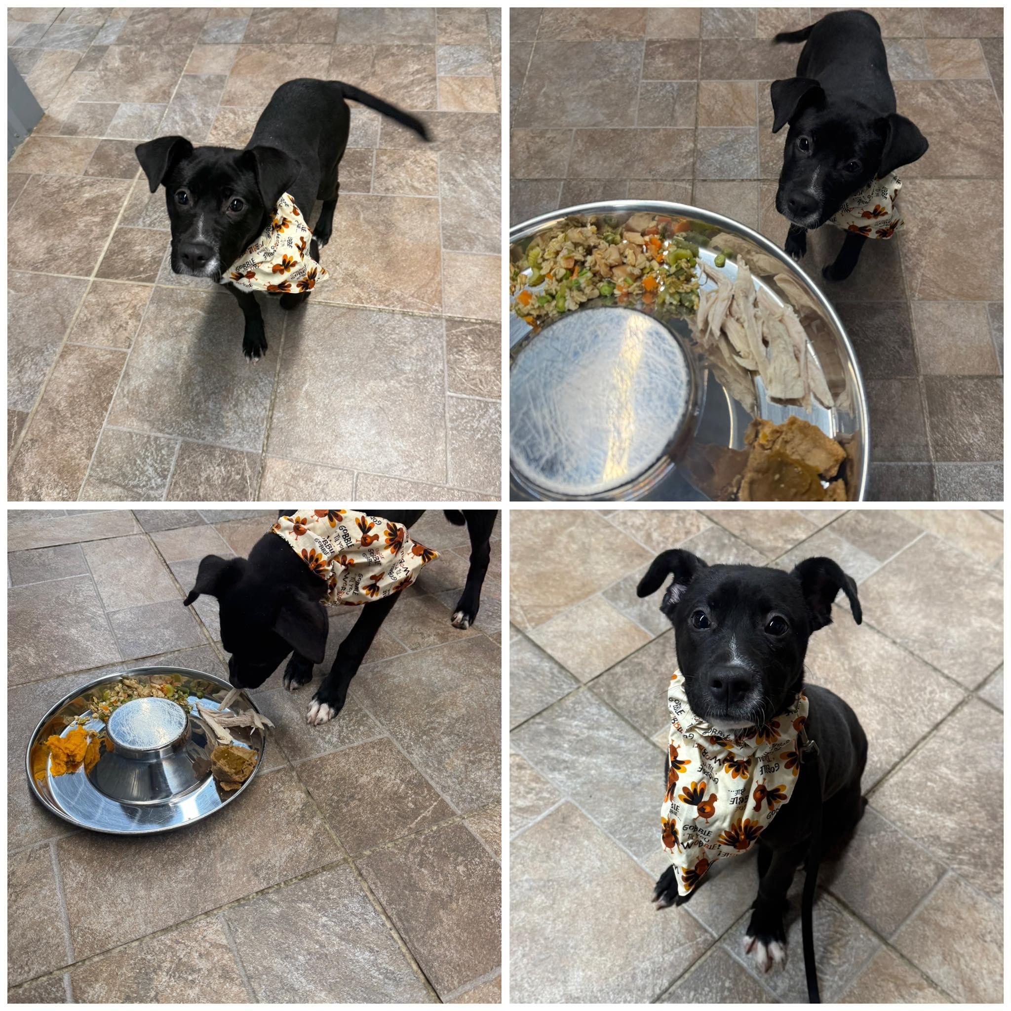 Pepper, ADOPTABLE, Young Female Black Labrador Retriever & Mixed Breed.