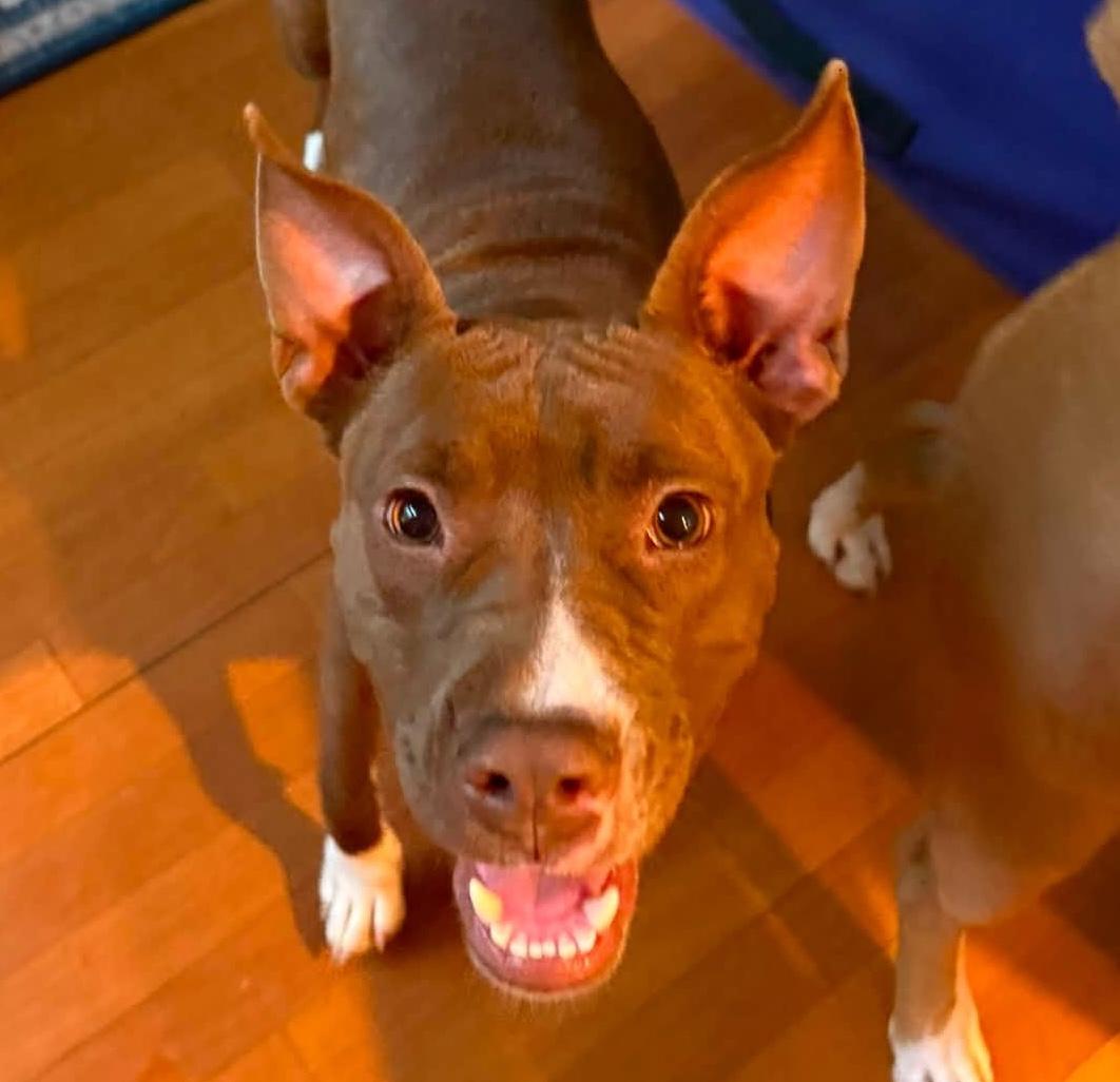 Mesa, ADOPTABLE, Puppy Female Pit Bull Terrier.