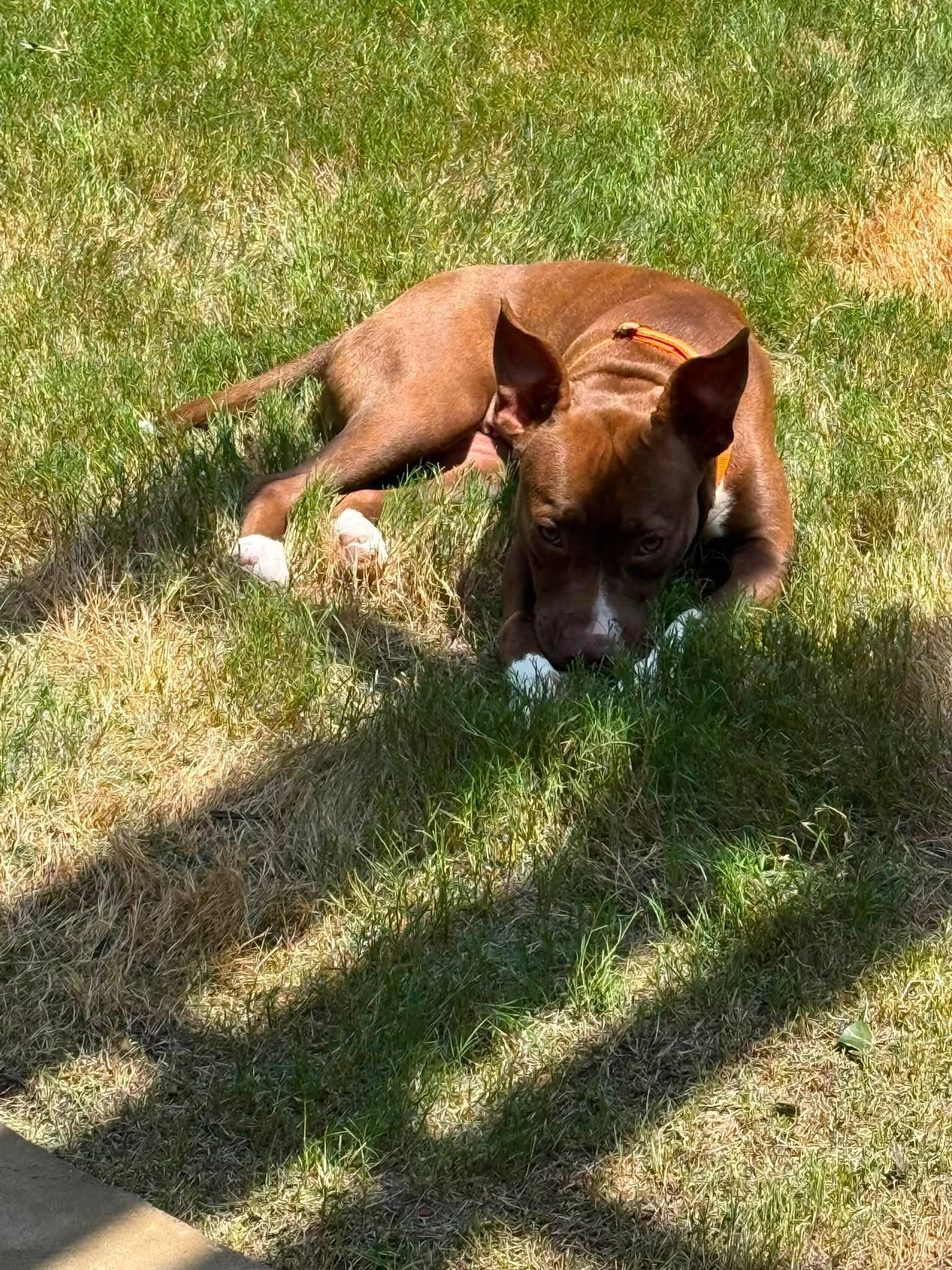 Mesa, a ADOPTABLE Pit Bull Terrier in Cumming, GA image 2/3