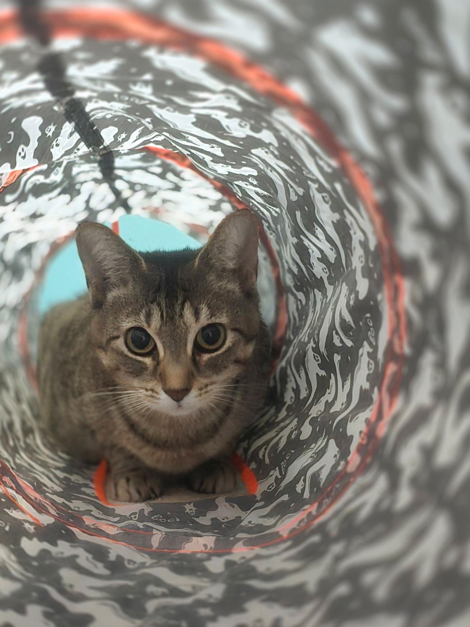 Sasha-The Fierce One, Adoptable, Young Female Tabby.