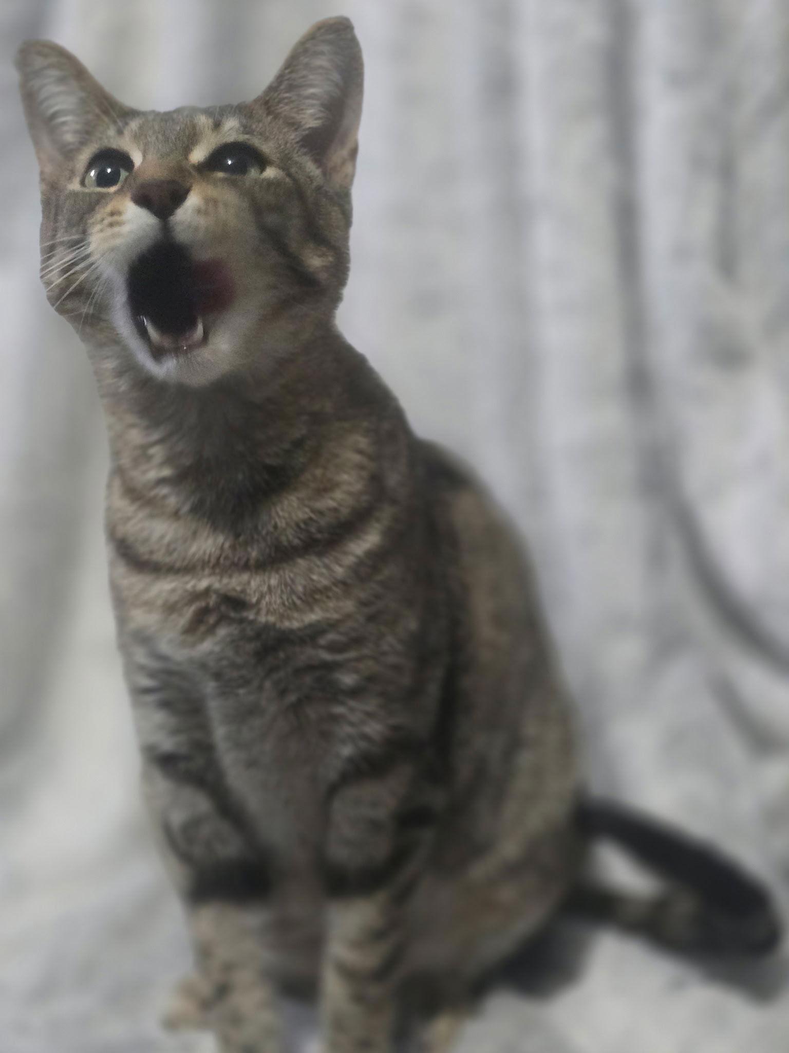 Sasha, Adoptable, Young Female Tabby.