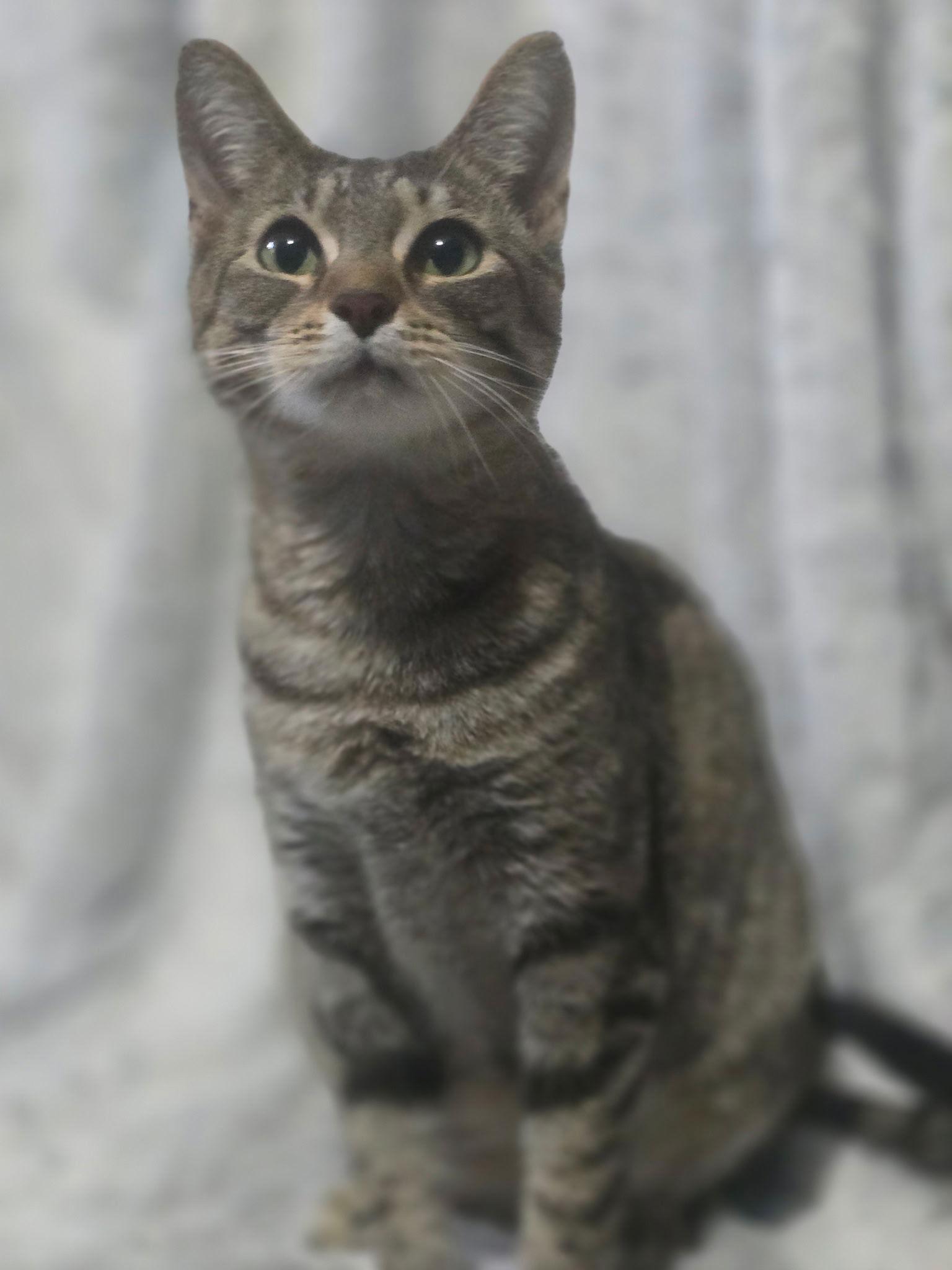 Enlarge Sasha, a Adoptable Tabby in Cuyahoga Falls, OH image 2/3