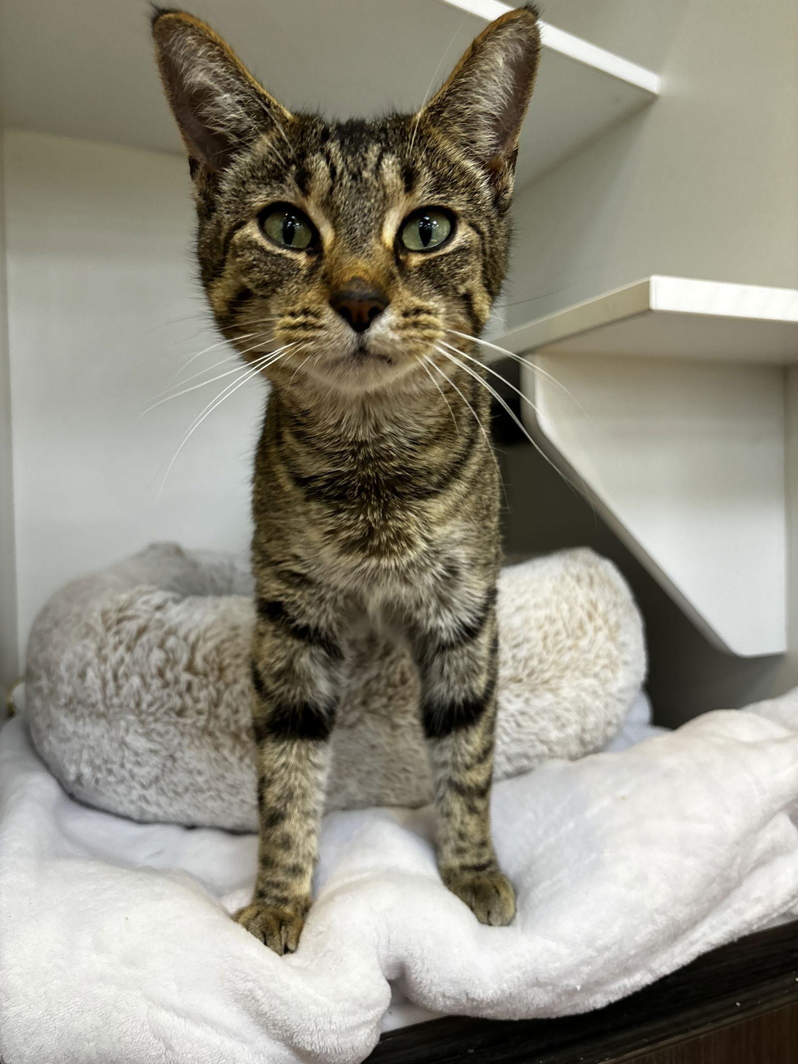 Enlarge Sasha, a Adoptable Tabby in Cuyahoga Falls, OH image 3/3