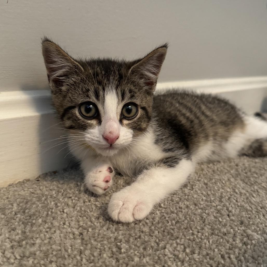 Enlarge Pineapple, a Adoptable Domestic Short Hair in La Grange, KY image 1/1
