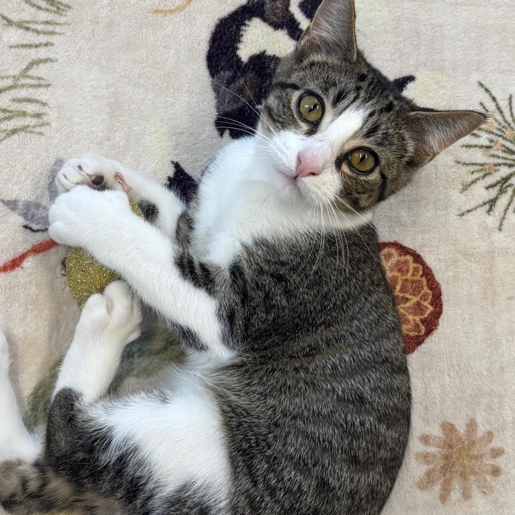 Enlarge Pineapple, a Adoptable Domestic Short Hair in La Grange, KY image 2/2