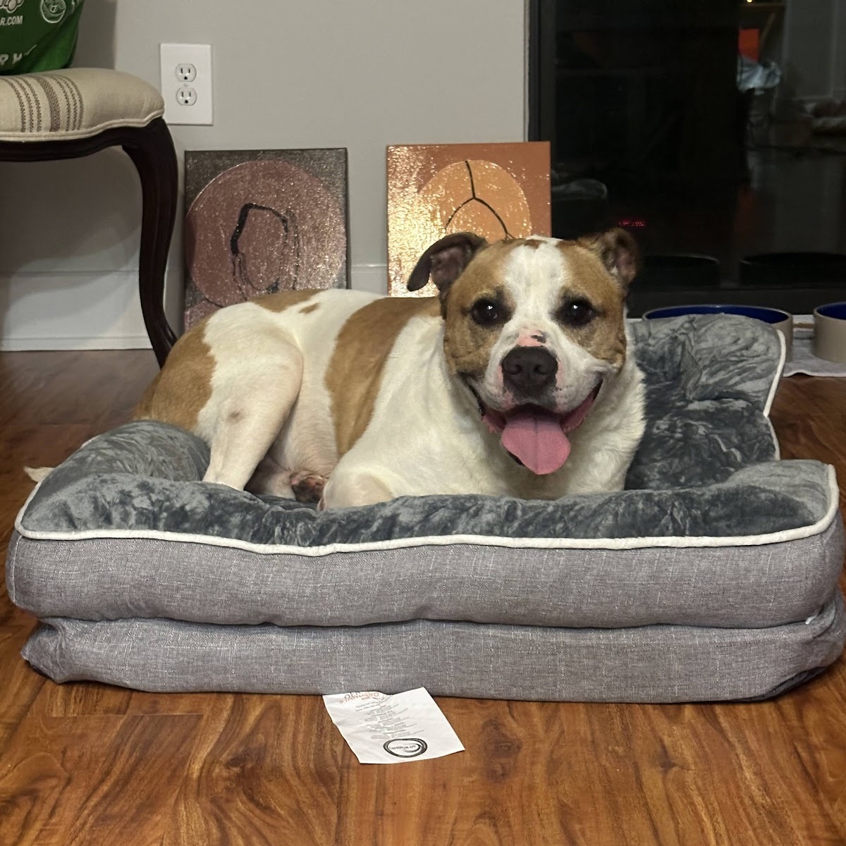 David, a Adoptable mixed breed in Austin, TX image 1/3