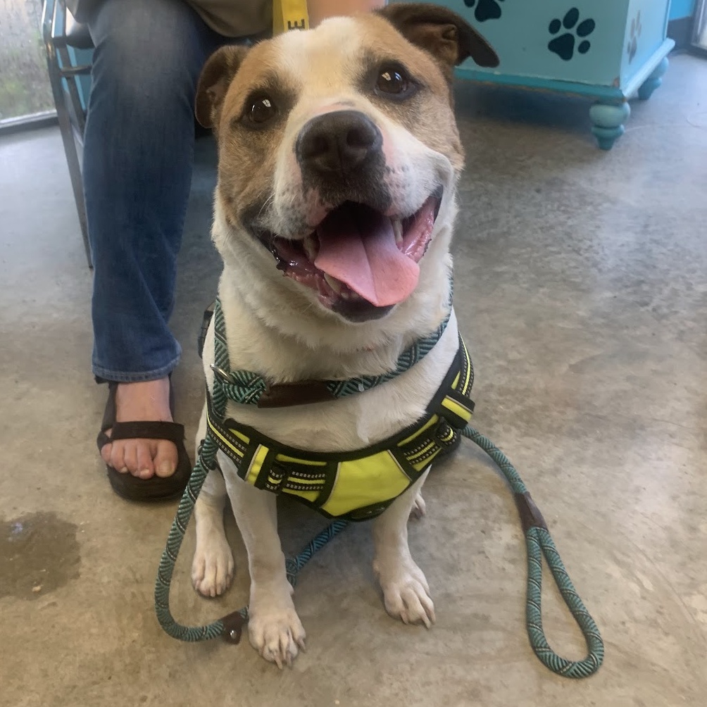 David, a Adoptable mixed breed in Austin, TX image 2/3