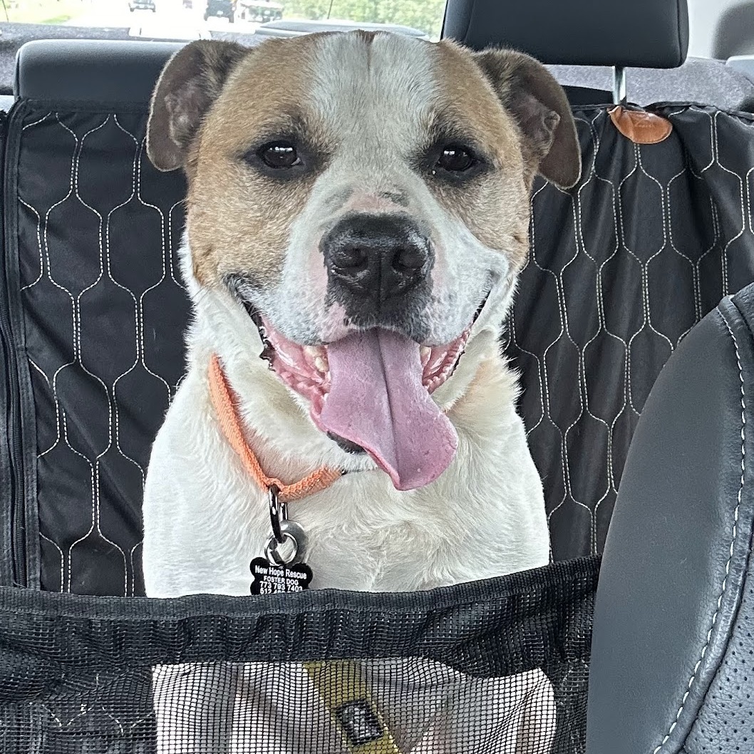 David, a Adoptable mixed breed in Austin, TX image 3/3