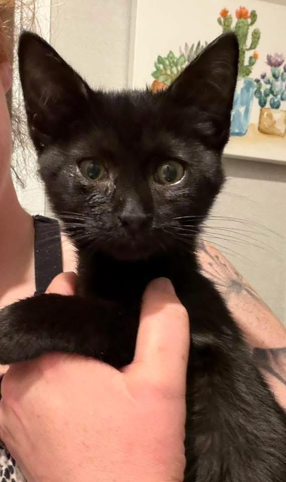 Boomer, ADOPTABLE, Kitten Male Domestic Short Hair.