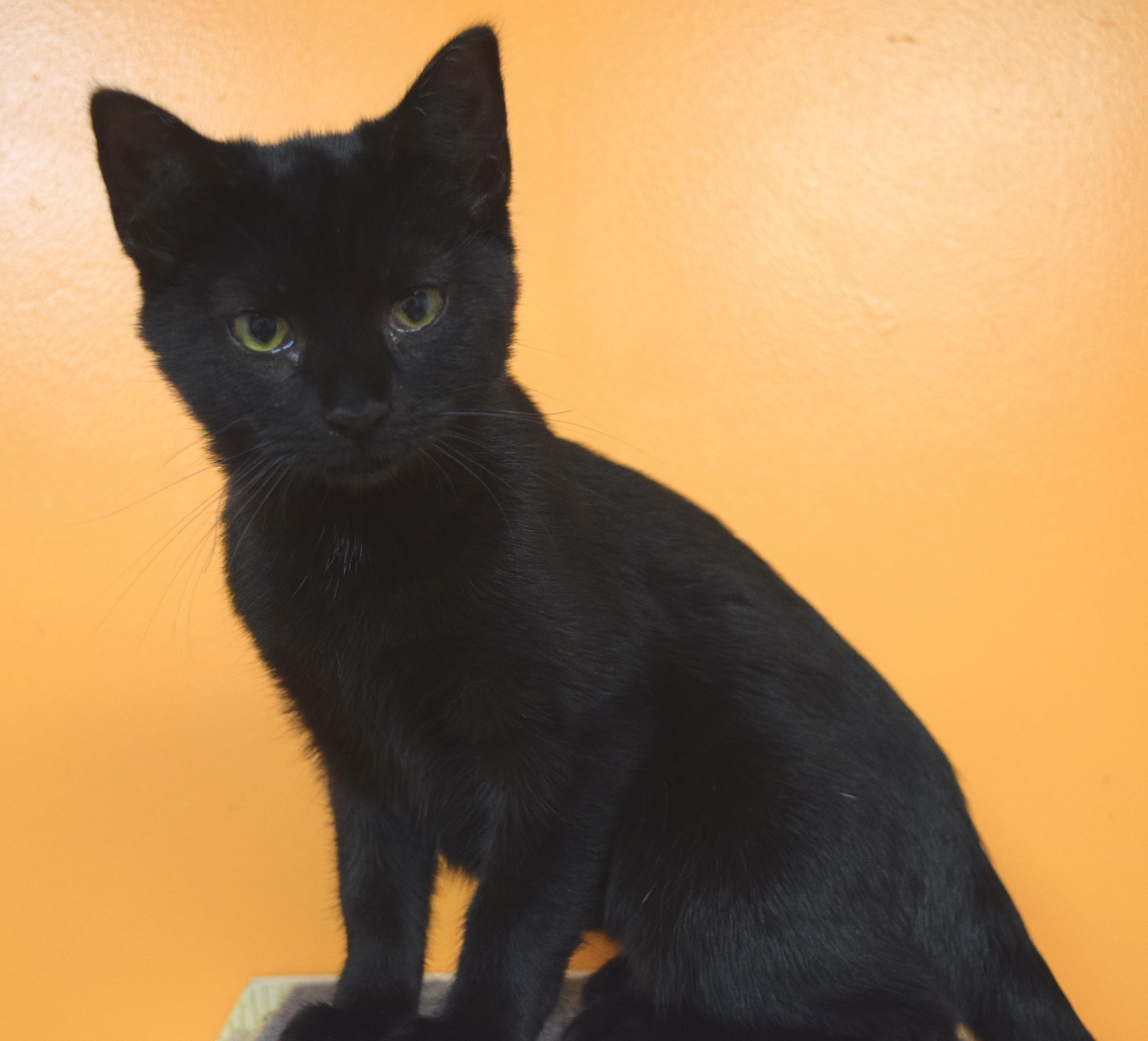 Enlarge Boomer, a Adoptable Domestic Short Hair in Muncie, IN image 1/1