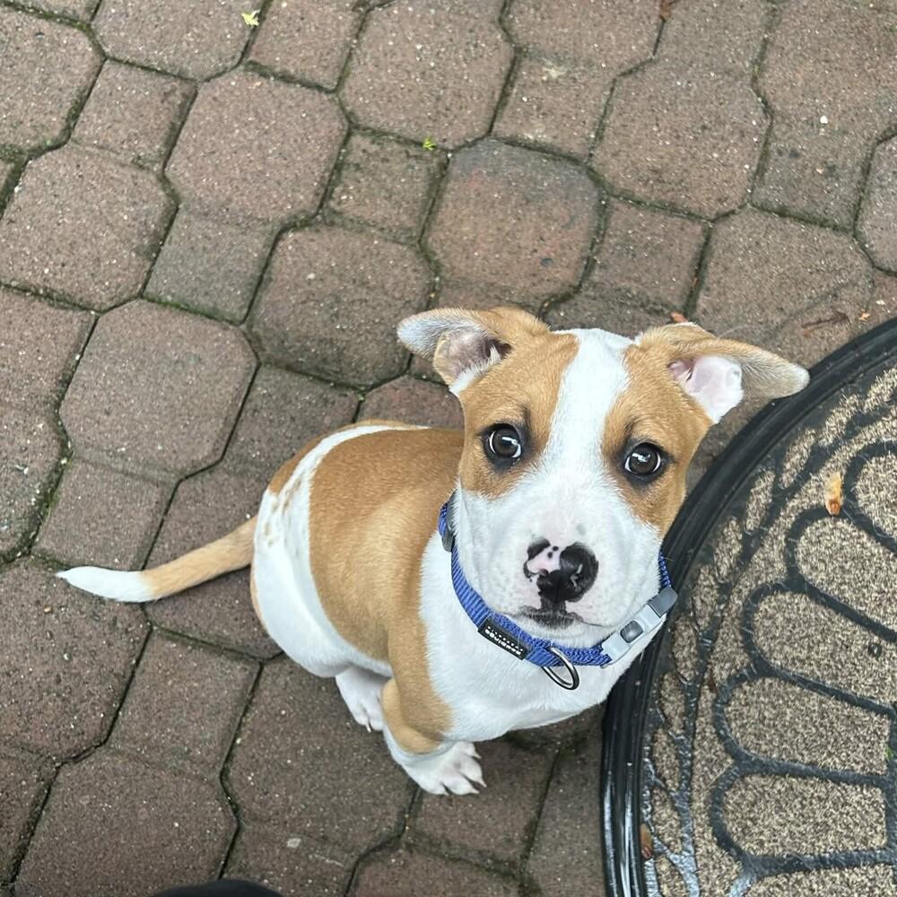 Enlarge Pippin - (Apple Litter) AVAILABLE, a Adoptable Pit Bull Terrier in Seattle, WA image 2/6