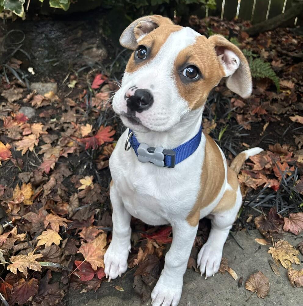 Enlarge Pippin - (Apple Litter) AVAILABLE, a Adoptable Pit Bull Terrier in Seattle, WA image 1/6