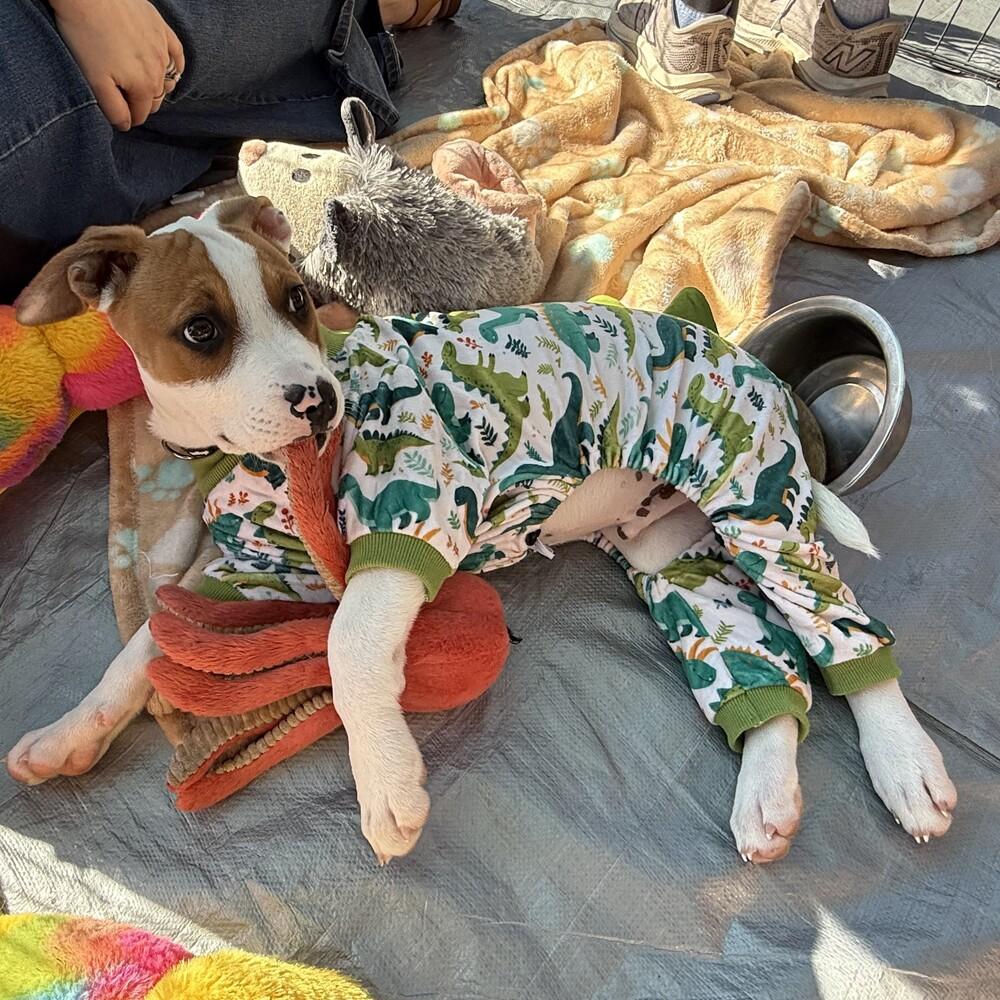 Enlarge Pippin - (Apple Litter) AVAILABLE, a Adoptable Pit Bull Terrier in Seattle, WA image 3/6