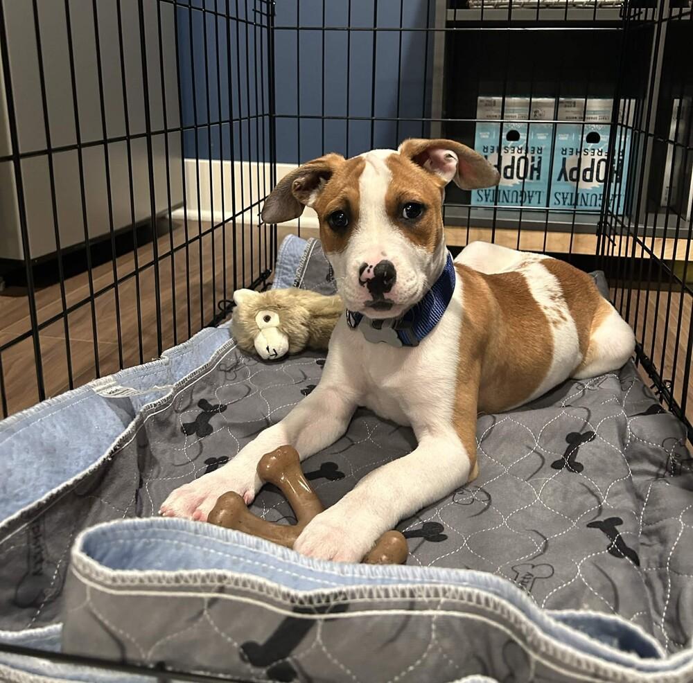 Enlarge Pippin - (Apple Litter) AVAILABLE, a Adoptable Pit Bull Terrier in Seattle, WA image 4/6