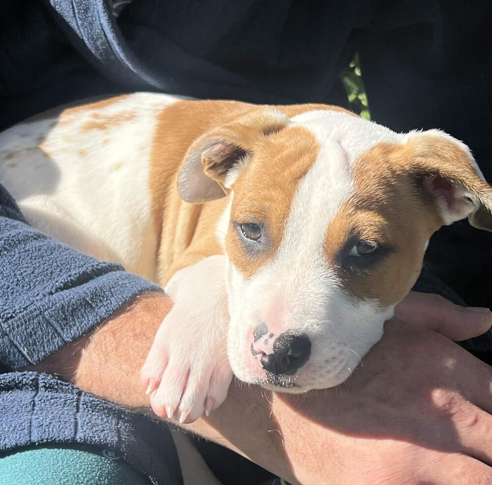 Enlarge Pippin - (Apple Litter) AVAILABLE, a Adoptable Pit Bull Terrier in Seattle, WA image 6/6