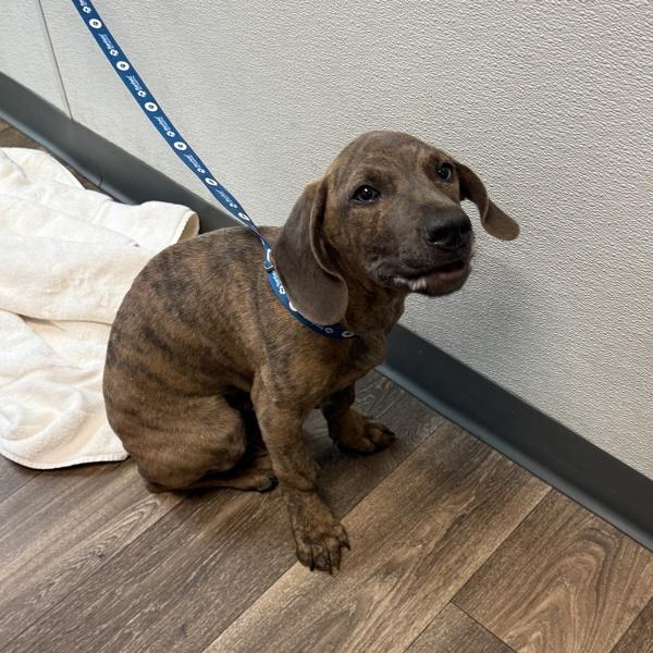 Snickers, Adoptable, Young Male Basset Hound.