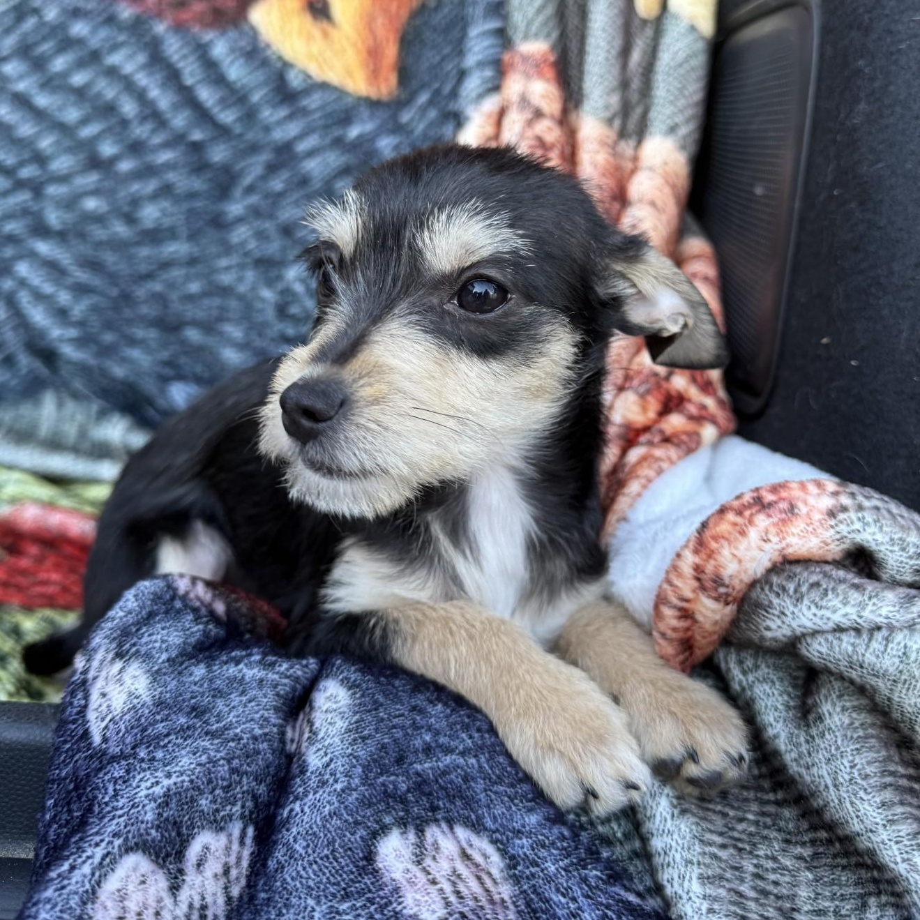 Lulu, an adopted mixed breed in modesto, CA image 2/6