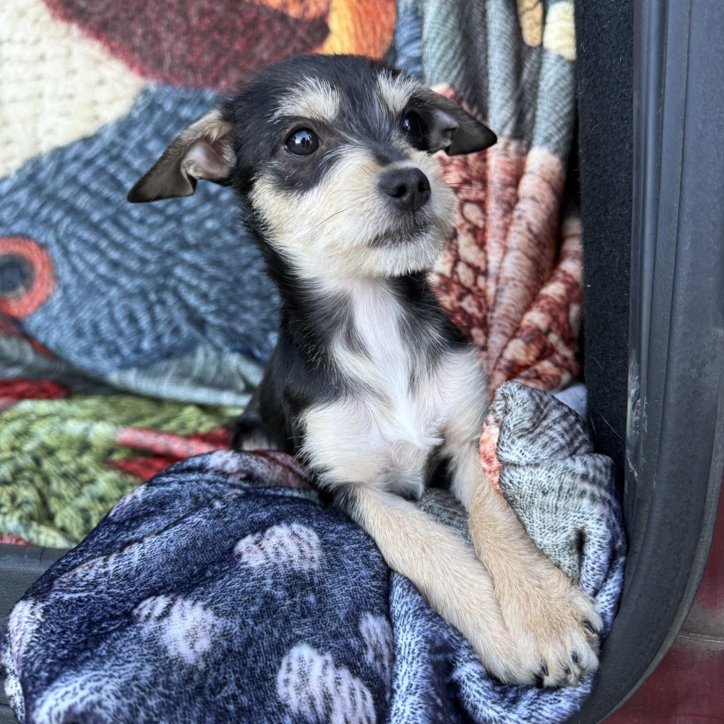 Lulu, ADOPTABLE, Puppy Female Wirehaired Terrier & Chihuahua.