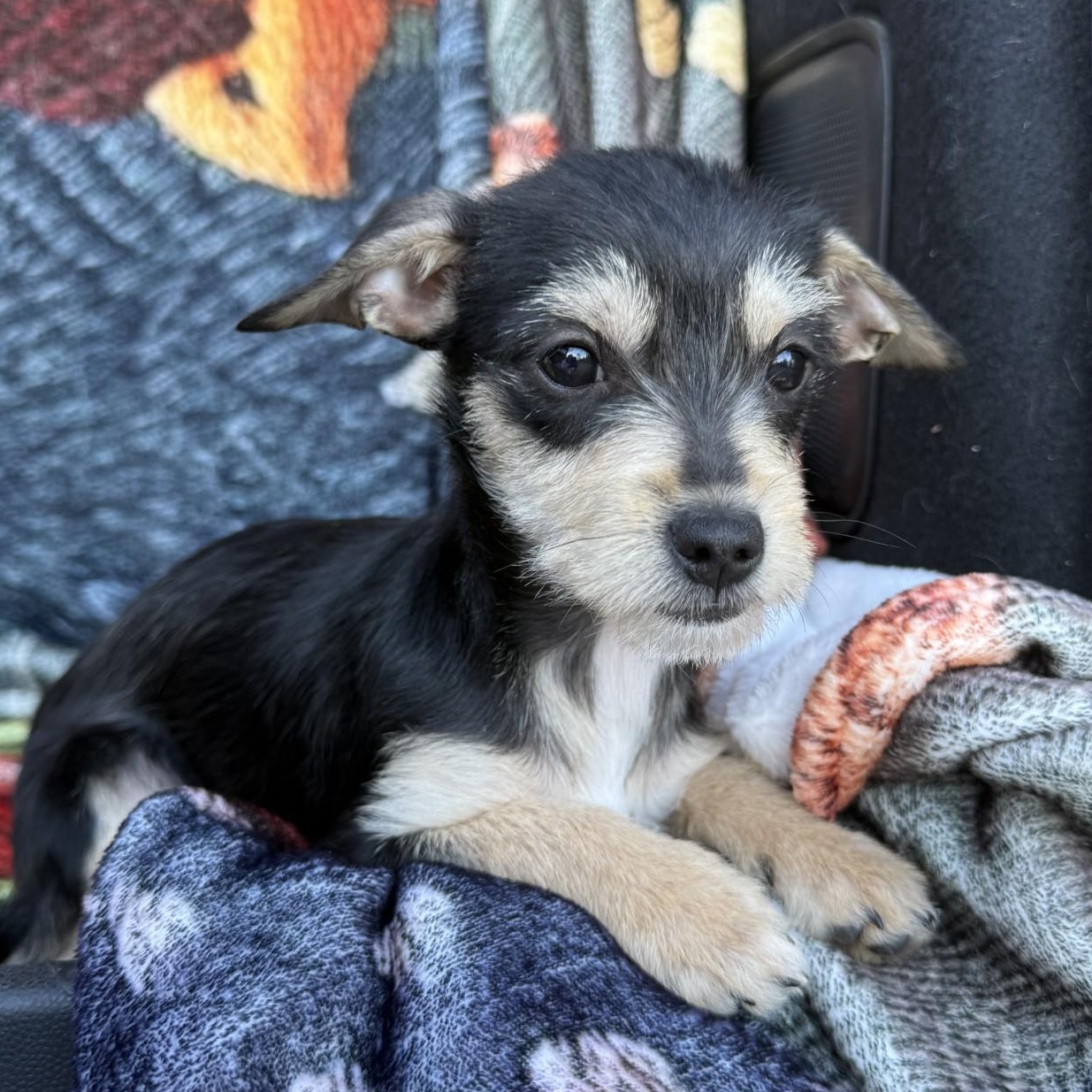 Lulu, an adopted mixed breed in modesto, CA image 6/6