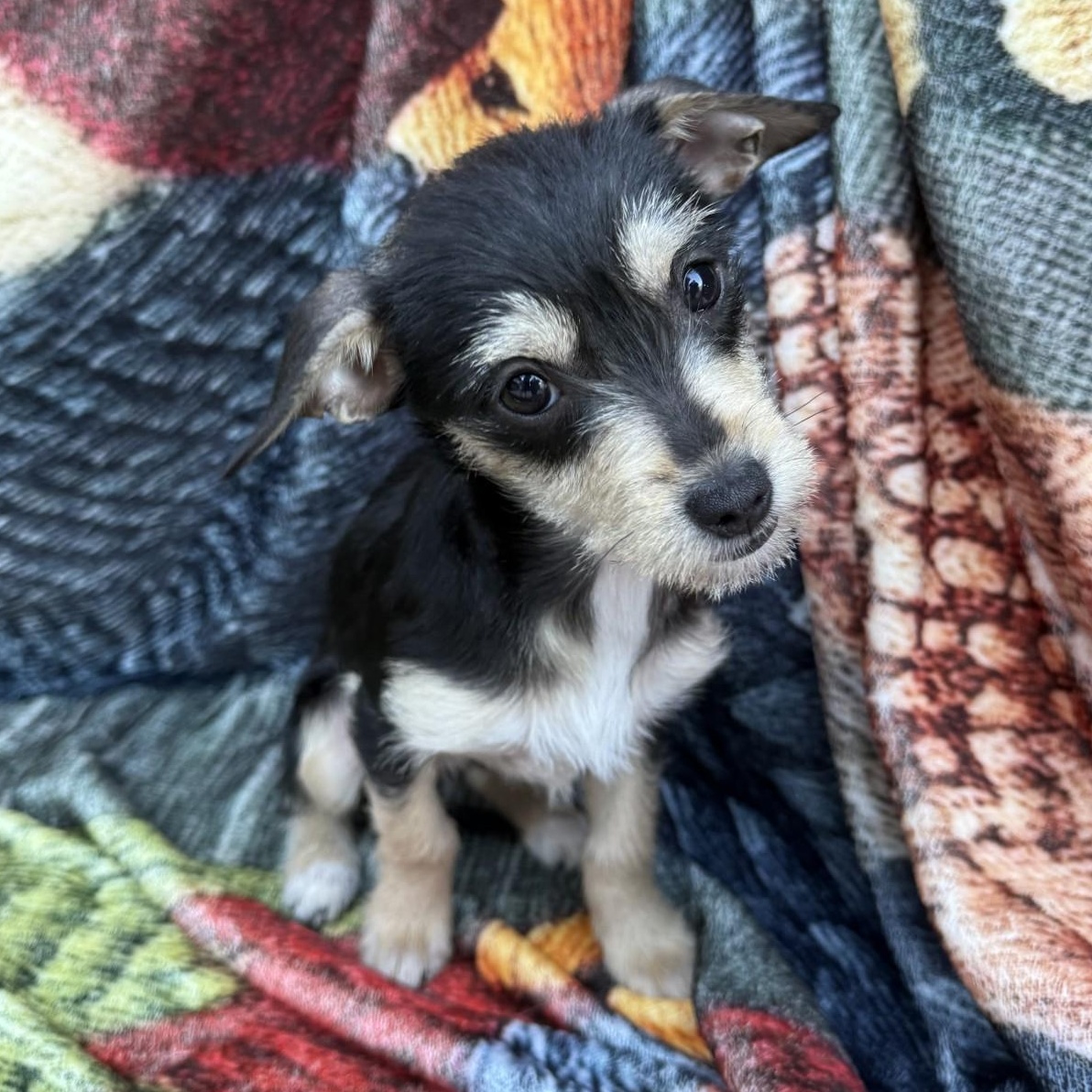 Lulu, an adopted mixed breed in modesto, CA image 3/6