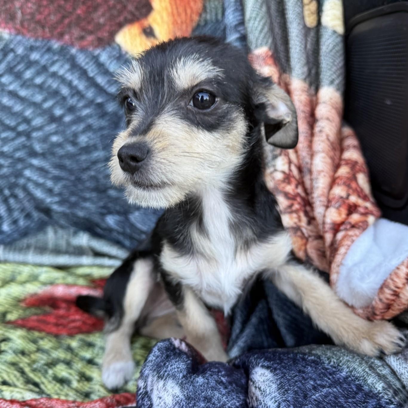 Lulu, an adopted mixed breed in modesto, CA image 5/6