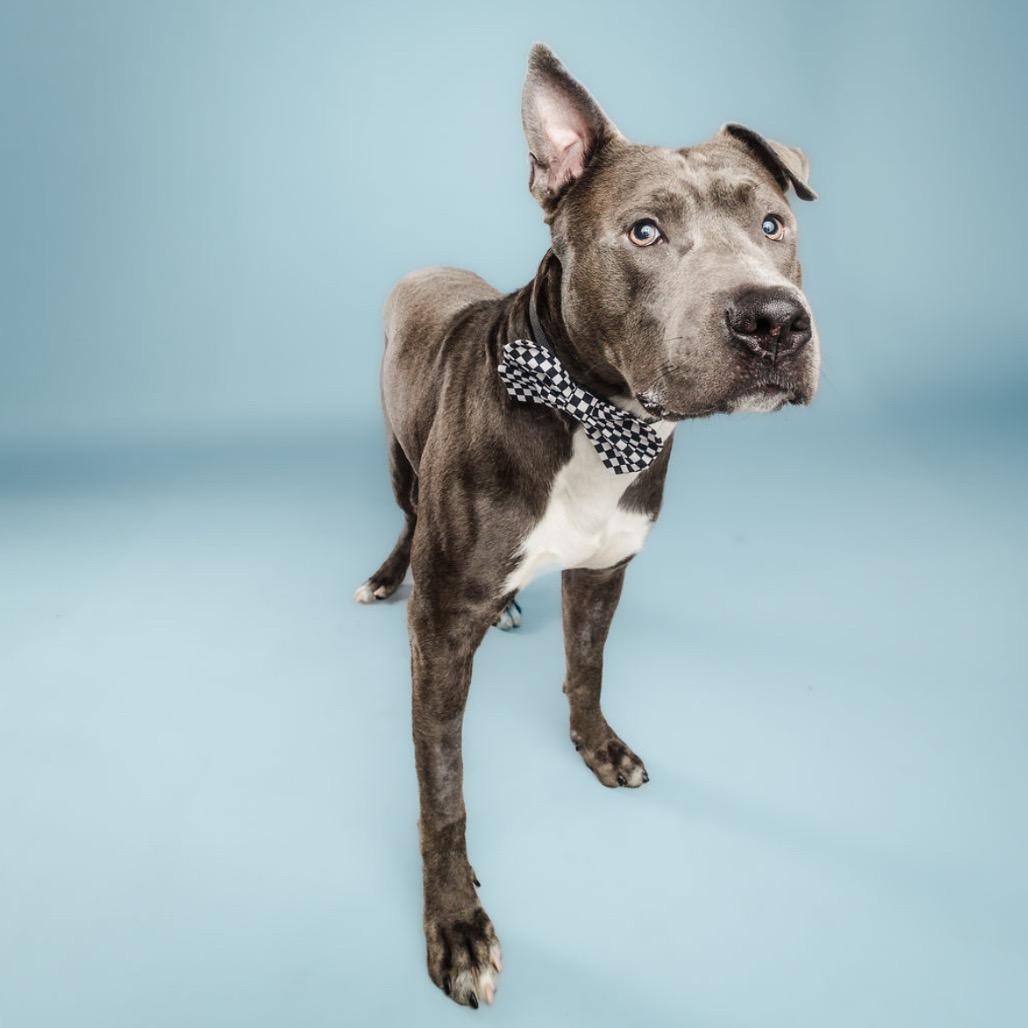 Scuba Steve, a Adoptable mixed breed in Columbia, MO image 1/6