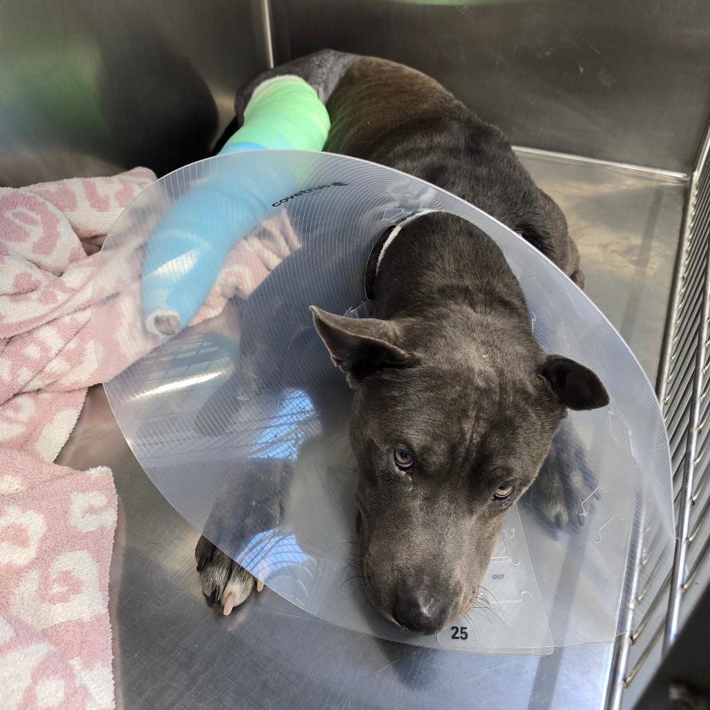 Scuba Steve, a Adoptable mixed breed in Columbia, MO image 2/6