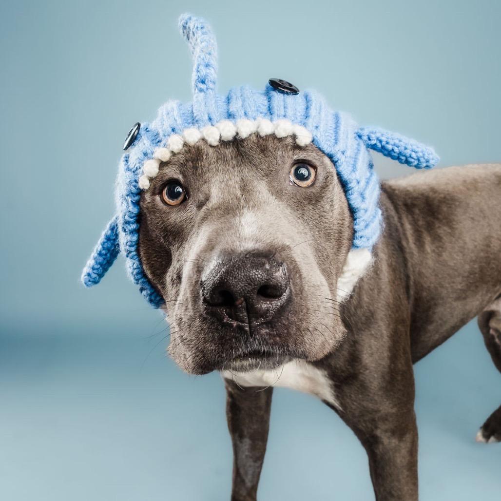 Scuba Steve, a Adoptable mixed breed in Columbia, MO image 3/6