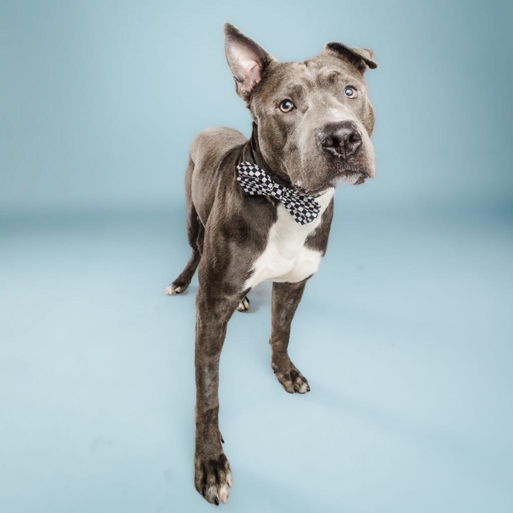Scuba Steve, a Adoptable mixed breed in Columbia, MO image 4/6