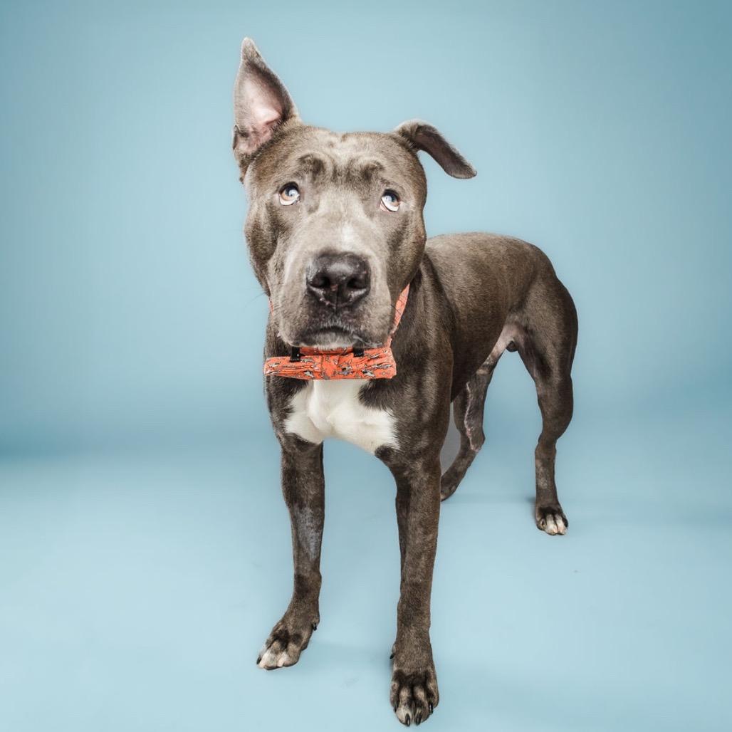 Scuba Steve, a Adoptable mixed breed in Columbia, MO image 5/6